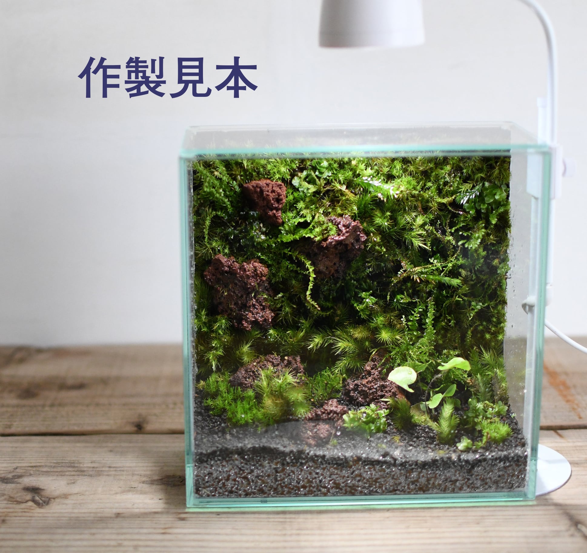 ガラス容器】フィット200x100High（200x100xh200mm）◇苔壁の
