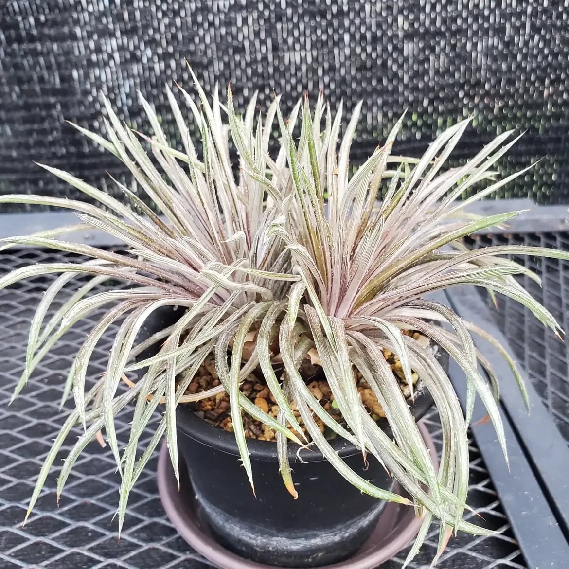 F00384_Aloe Hybrid（TCT）：アロエ・ハイブリッド（子株） | レア