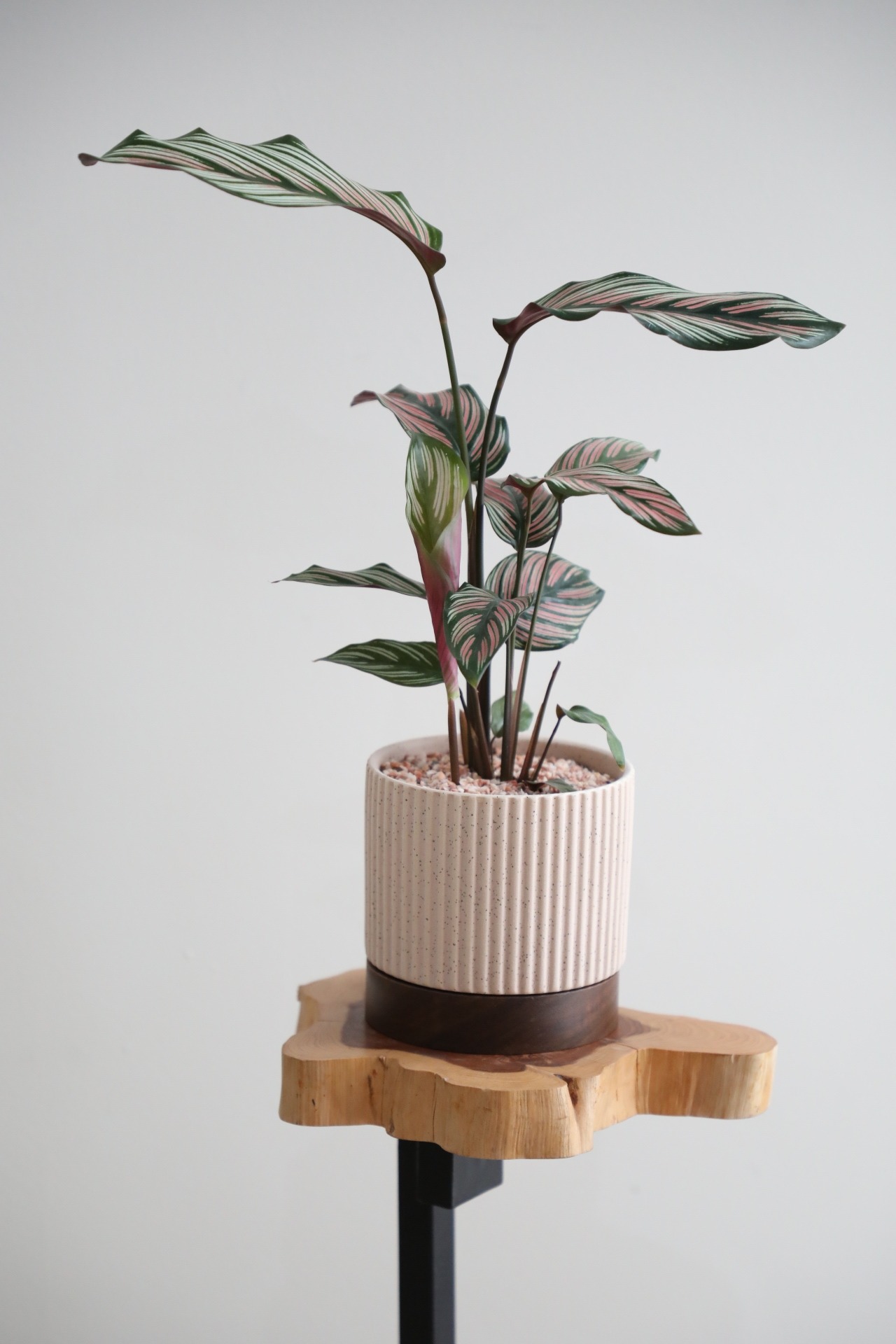 【M】カラテア ホワイトスター/Calathea White star