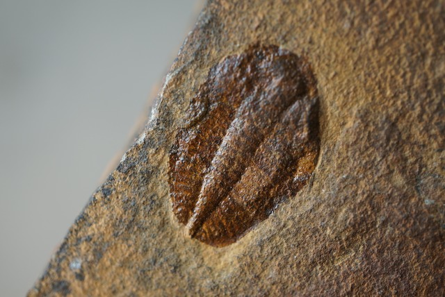 ウェールズ産三葉虫化石 Ogyginus Trilobite Fossil 1406