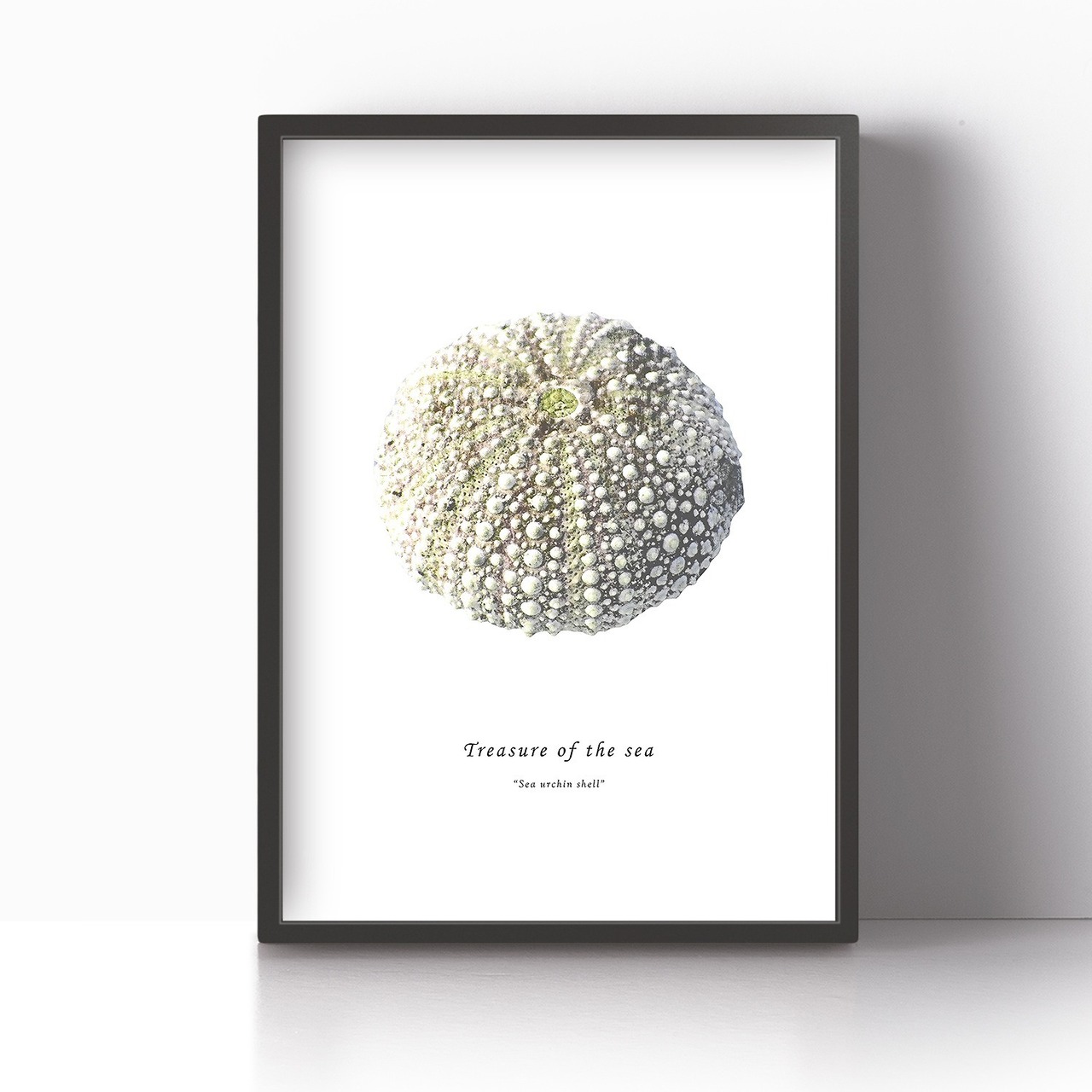アートポスター / Sea urchin shell　eb076