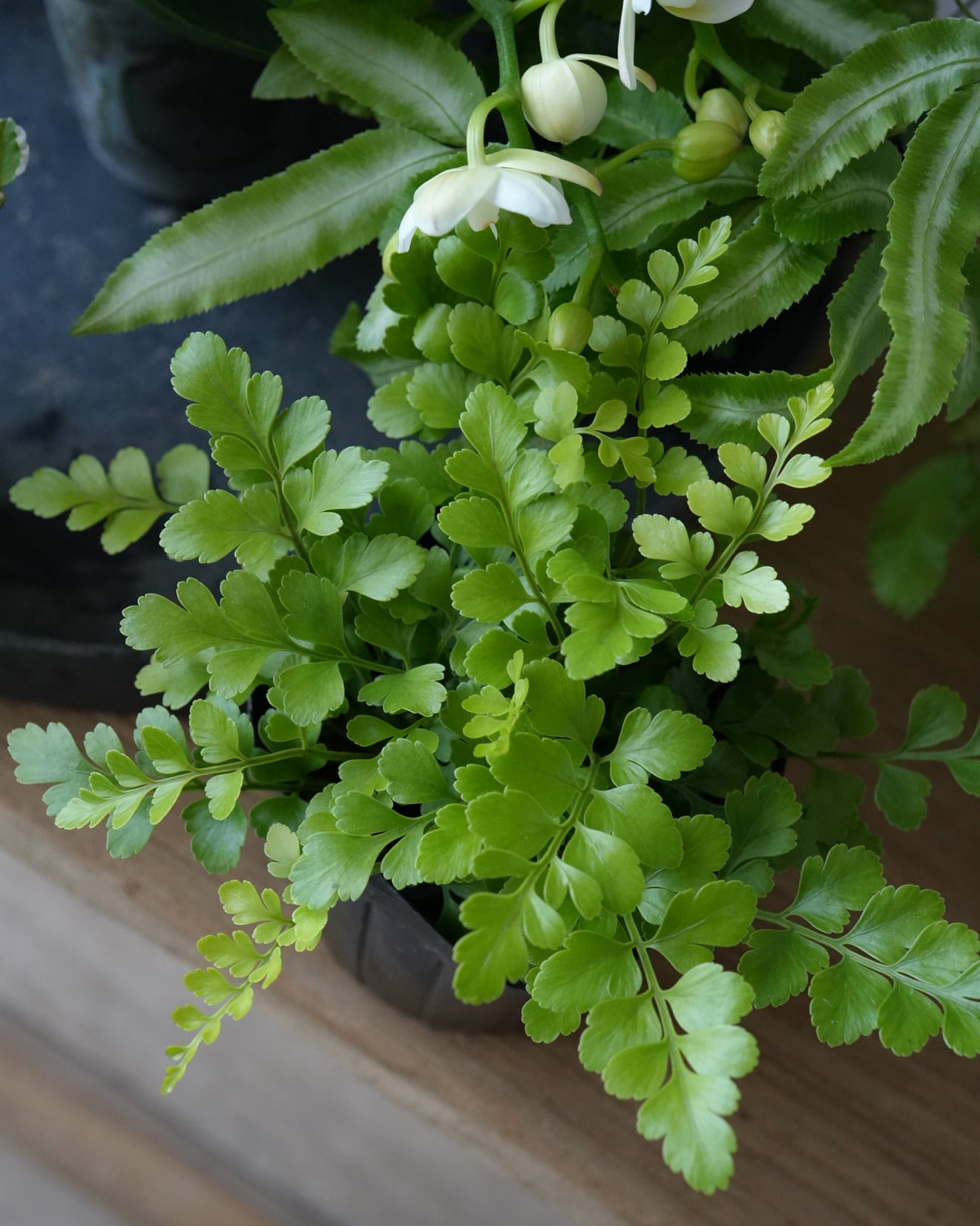 花苗セット】ミニ胡蝶蘭ナザレと観葉植物のミニ苗セット | アトリエ