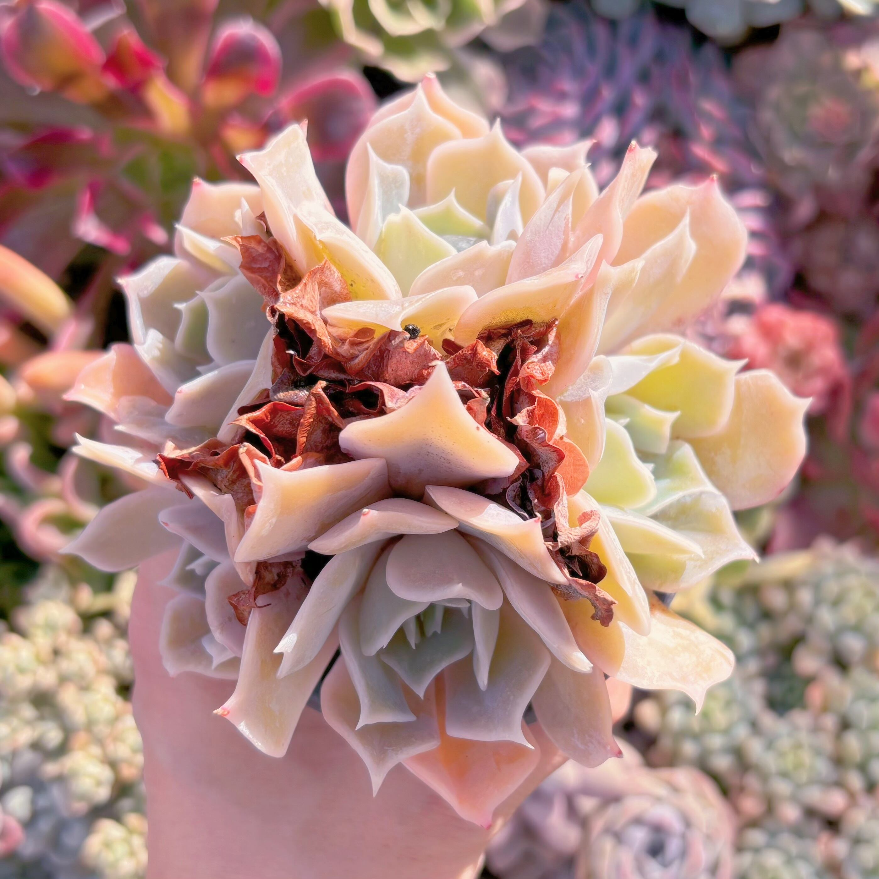 現品　クジラ#A31    群生　新入荷