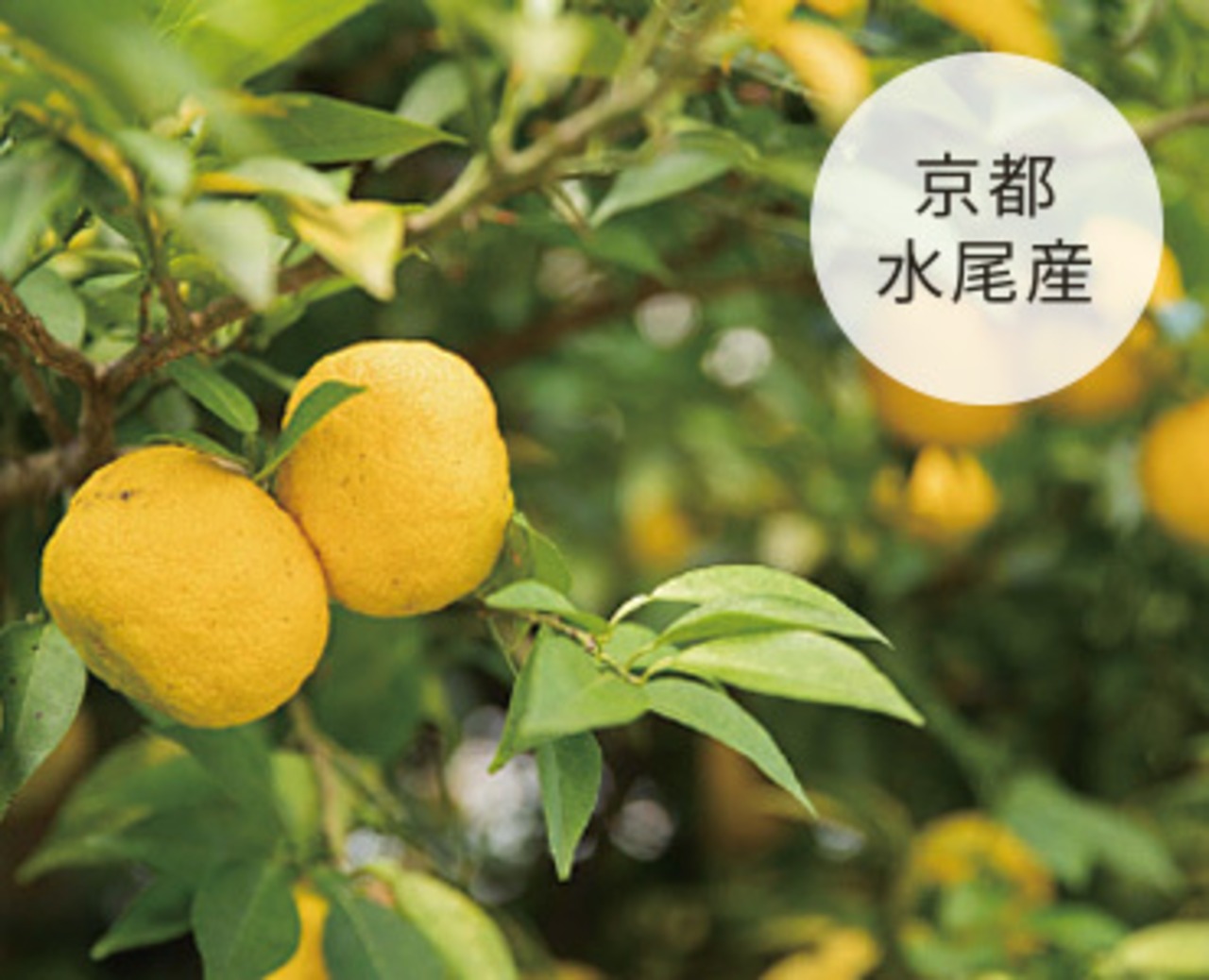 FACE MASK (フェイスマスク)