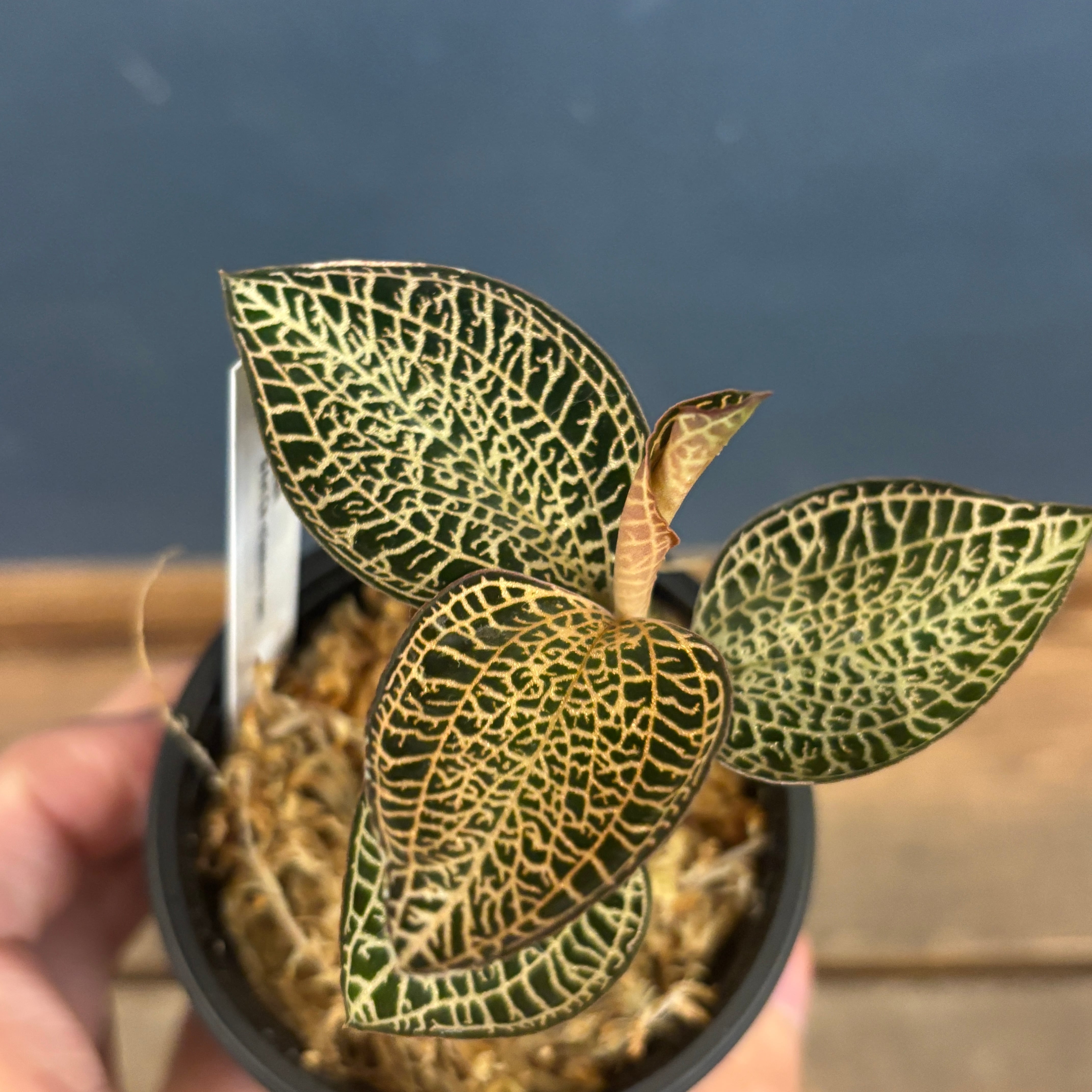 ジュエルオーキッド アネクトキルス ロクスバギー Goldvein type【319】