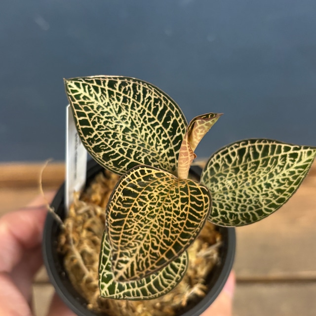 ジュエルオーキッド ルドキルス【63】 ジュエルオーキッド ルドキルス【63】