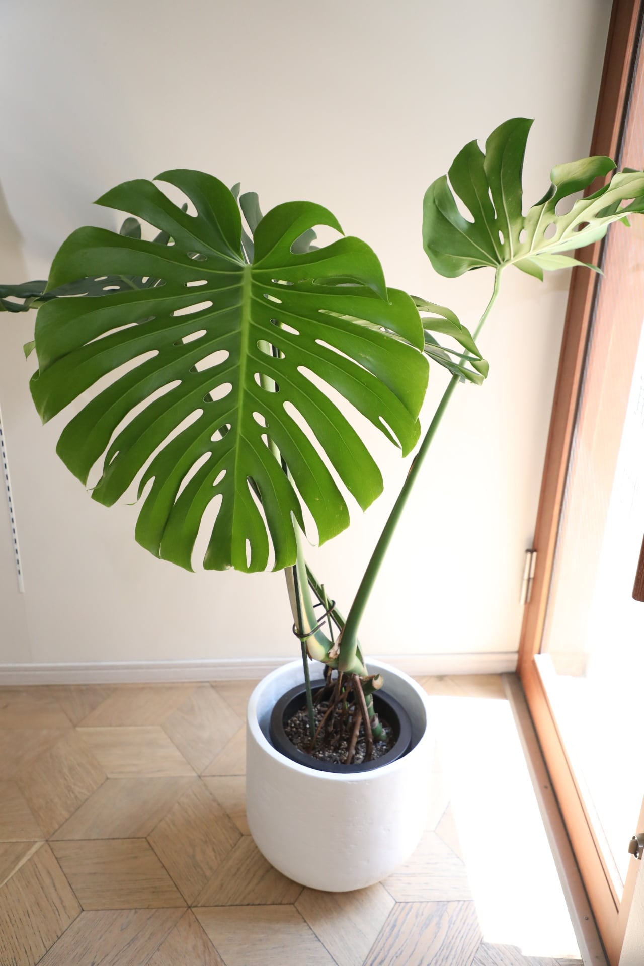 L/123cm】モンステラ アダンソニー/monstera | 【厳選植物・器】MIDORI