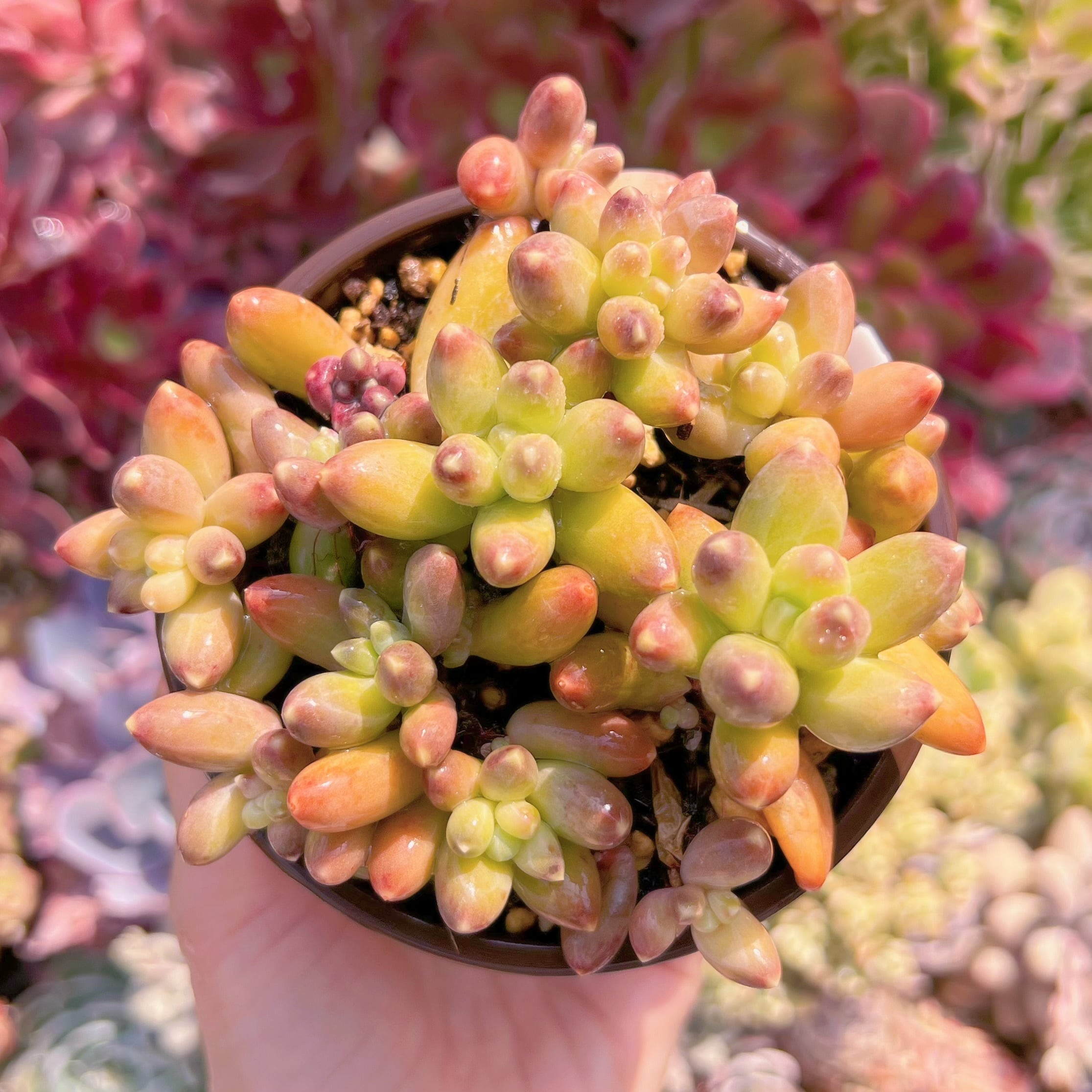 現品　千代田の松#323　るる農園