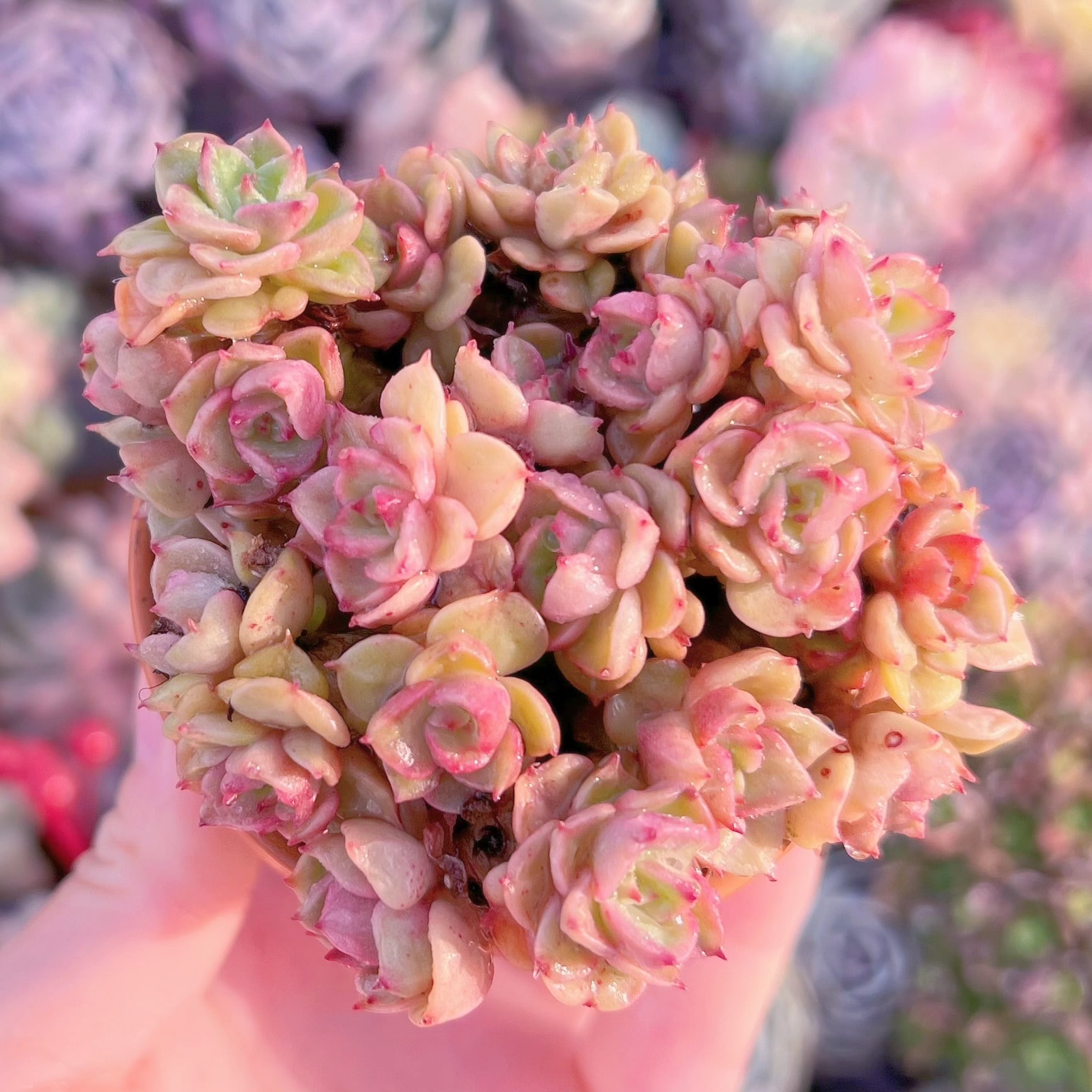 現品　ヌダ#047　古株　るる農園