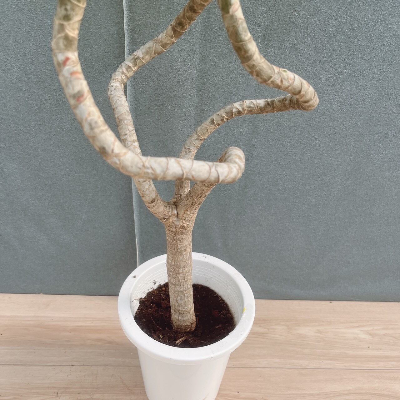 ［現品］【希少】9番　ドラセナ　ナビー　龍　6号　観葉植物　室内　レア　おしゃれ 現品］【希少】9番 ドラセナ ナビー 龍 6号 観葉植物 大型 室内 レア