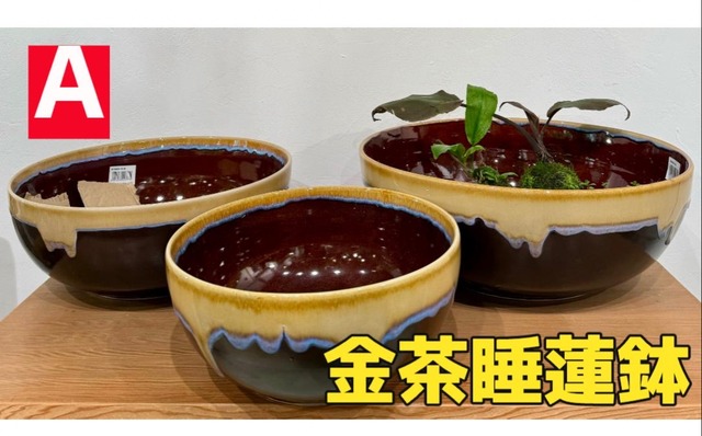 NEW【ビオトープ用】金茶睡蓮鉢中サイズ、陶器製（珍しい柄です）