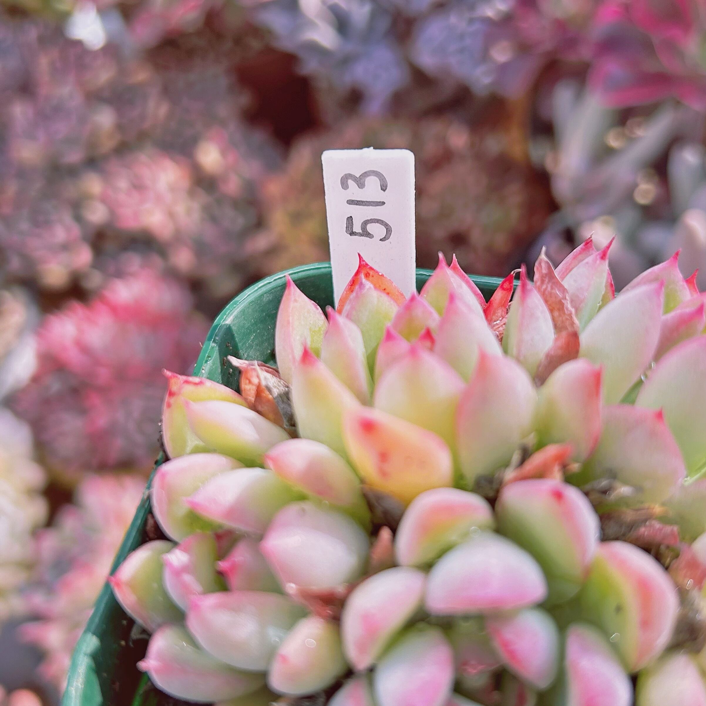 513現物 多肉植物 つや姫 抜き苗 | るる農園~多肉植物専門