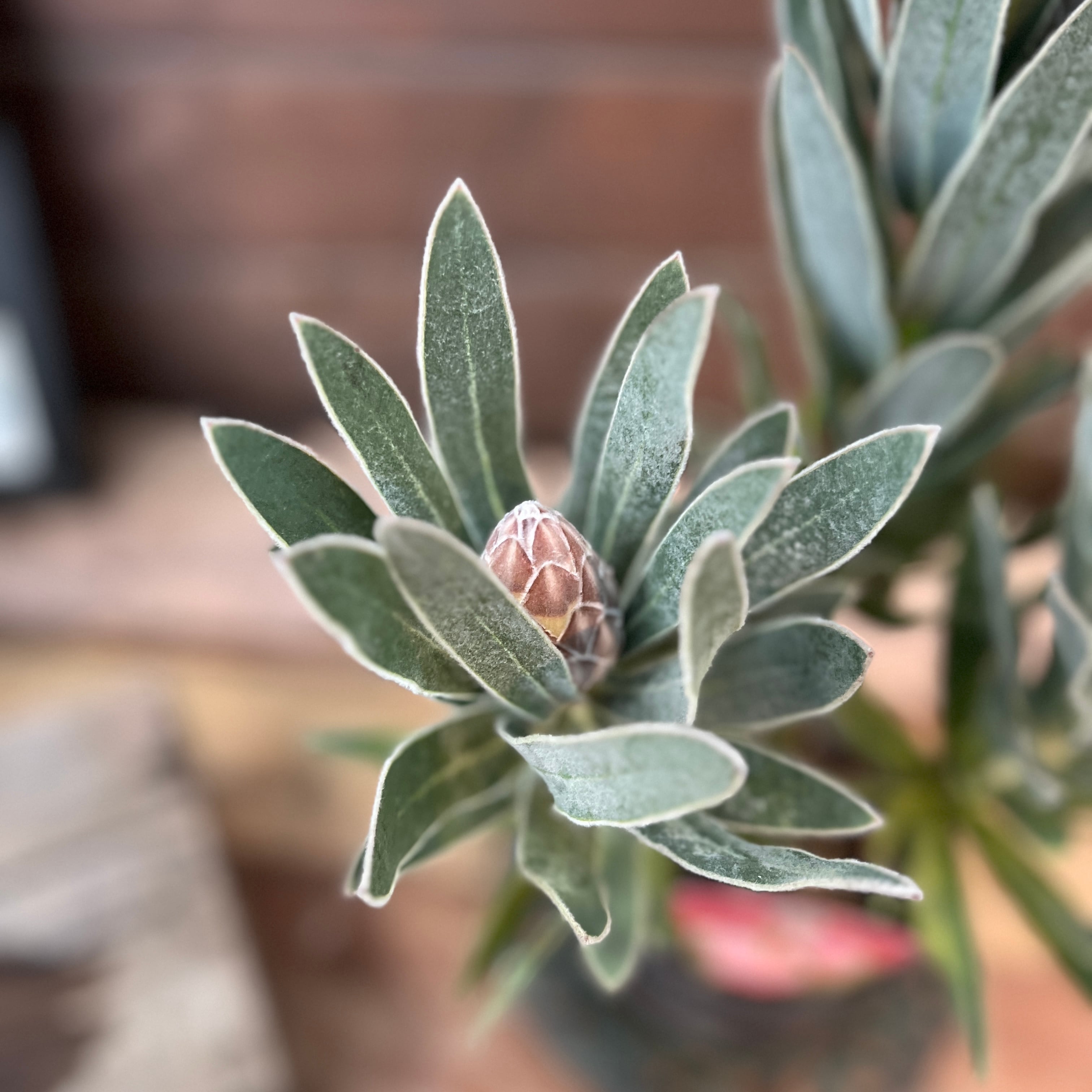 プロテア ピンクパール | 沼ノ上農園