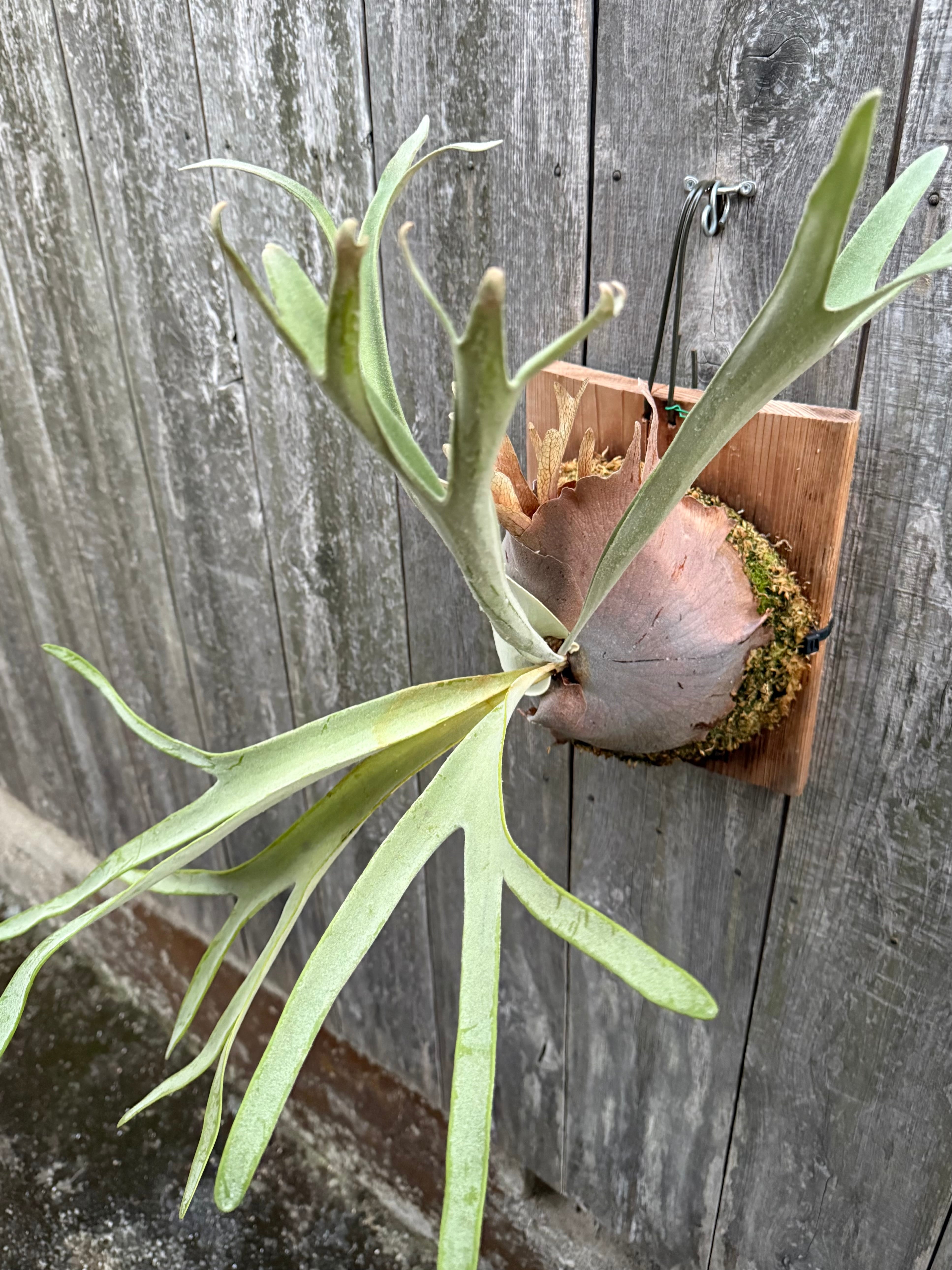 P. veitchii cv. Pang Sida (pup) | naturefix