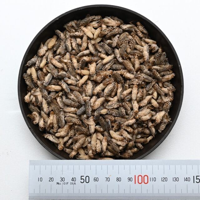 冷凍イエコML約3000匹1kg冷凍コオロギ 送料無料】冷凍イエコオロギ 1kg 3000匹程度 冷凍イエコML約3000匹1kg冷凍