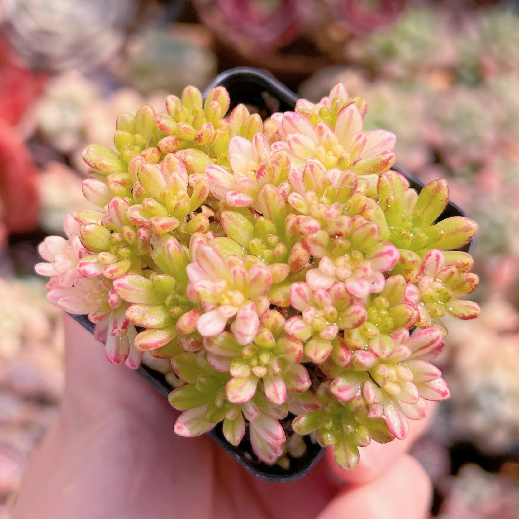 現品　小人の祭り錦#B37　群生　るる農園