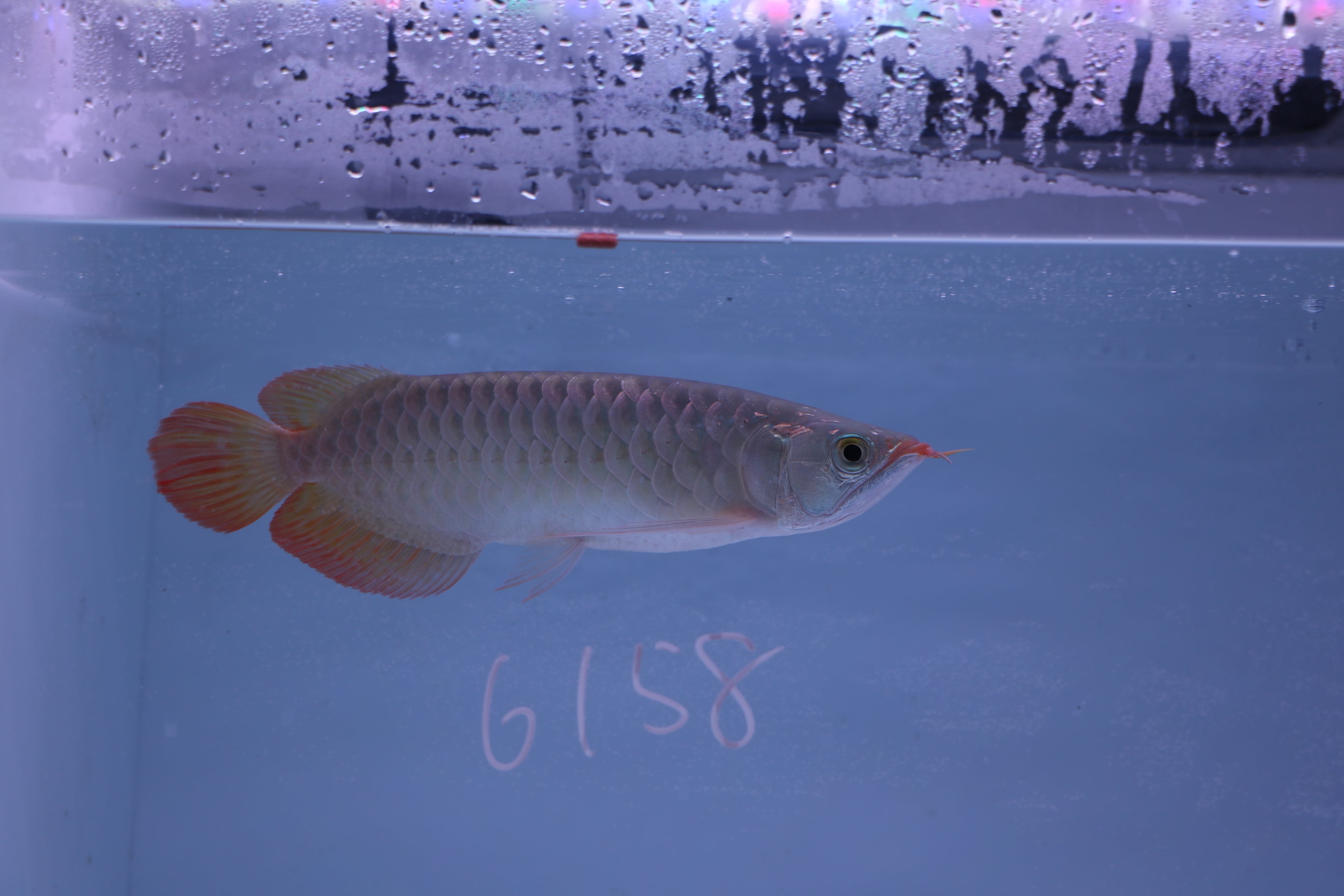 紅龍No.6158（スーパーレッド）☆ハイクオリティ☆ ±30㎝ | アロワナ等