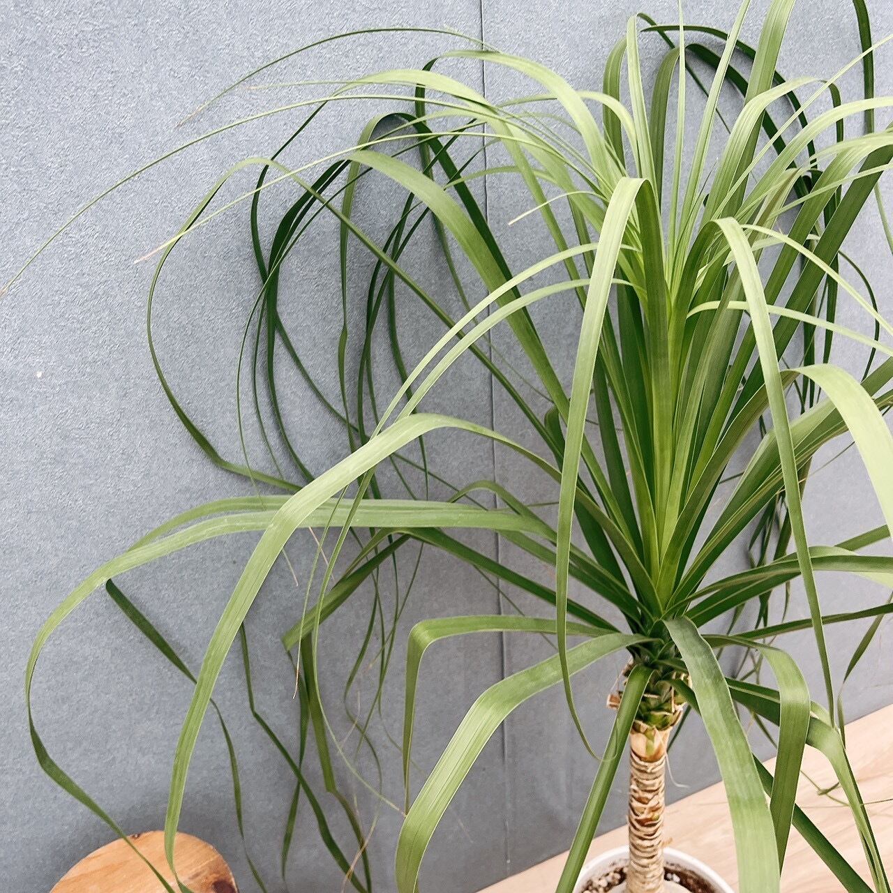［現品］60番　トックリラン　8号　ポニーテール　ノリナ　観葉植物　室内　大型 現品］60番 トックリラン 8号 ポニーテール ノリナ 観葉植物 室内 大型