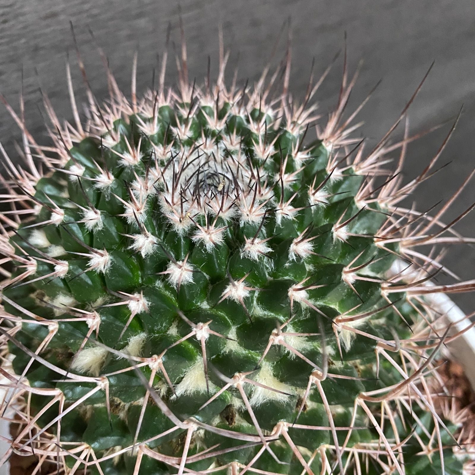花刺丸 Mammillaria Carnea rosea 6寸 サボテン | SABOTEN 花刺丸 Mammillaria Carnea rosea 6寸 サボテン | SABOTEN
