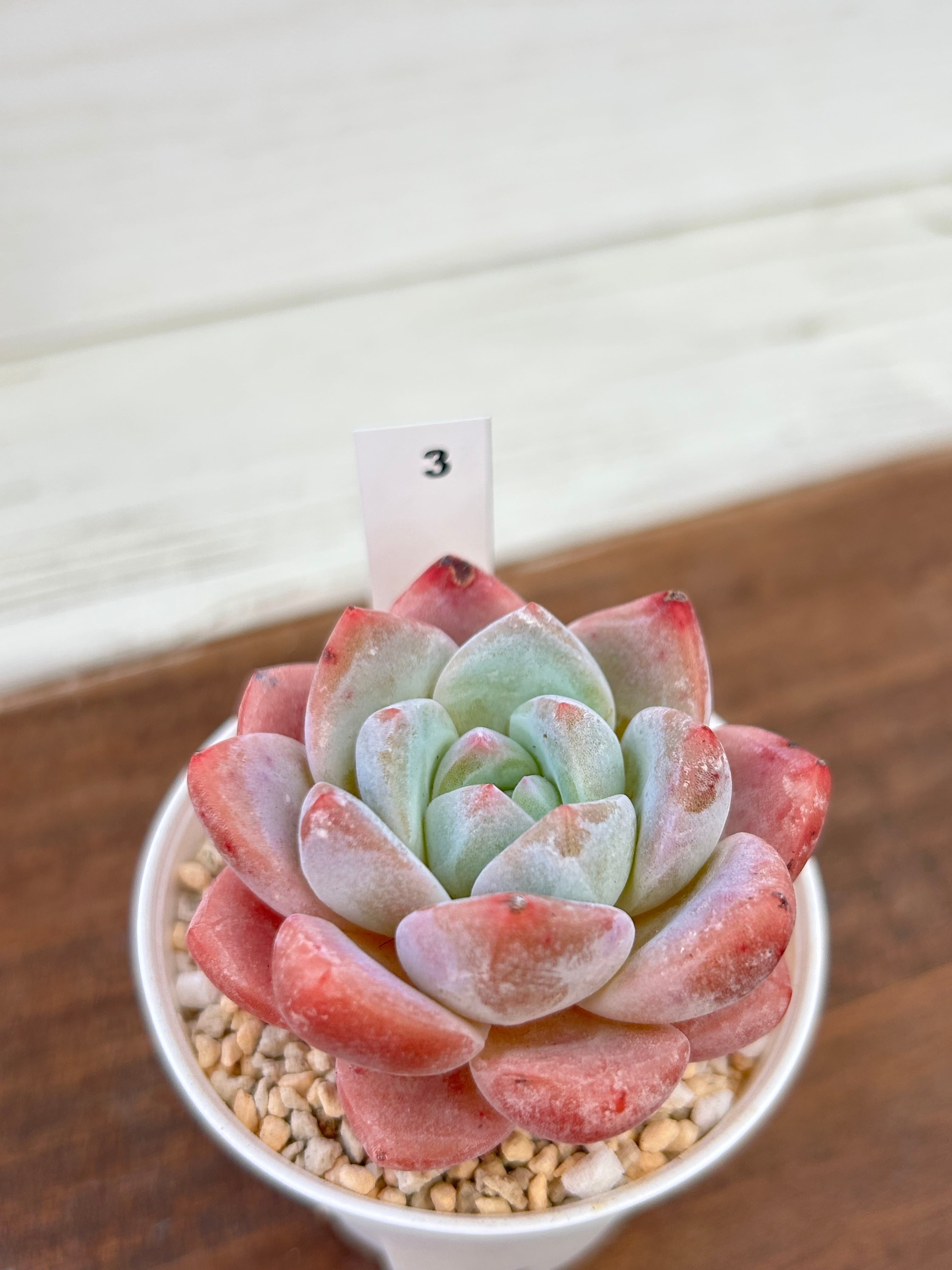 輸入苗 ☆ピンクアレックス × アイスグリーン No.3