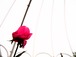 花　Ｎｏ．４１