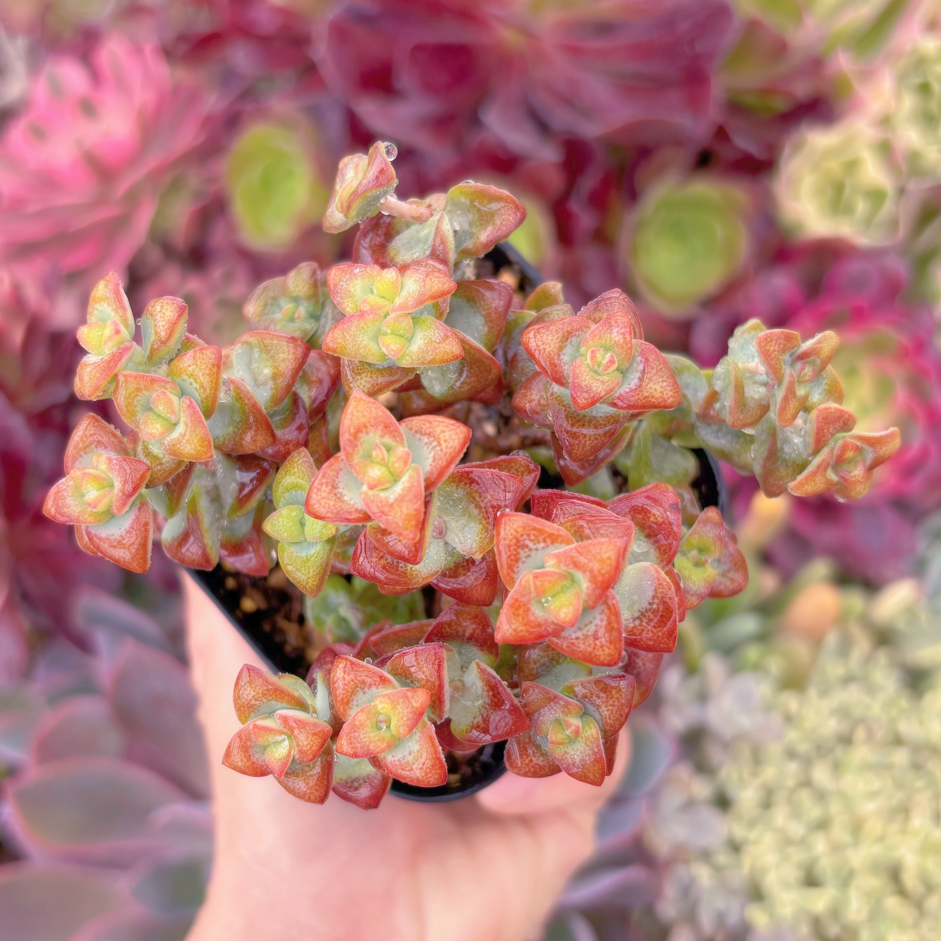 現品　ラブハート#B50　るる農園