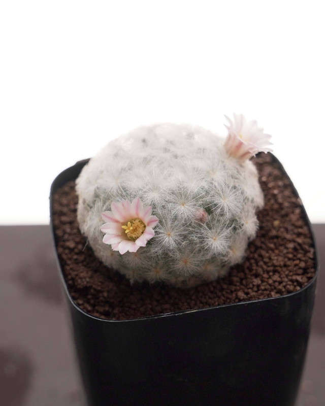 鉢植え マミラリア 白星 Mammillaria plumosa