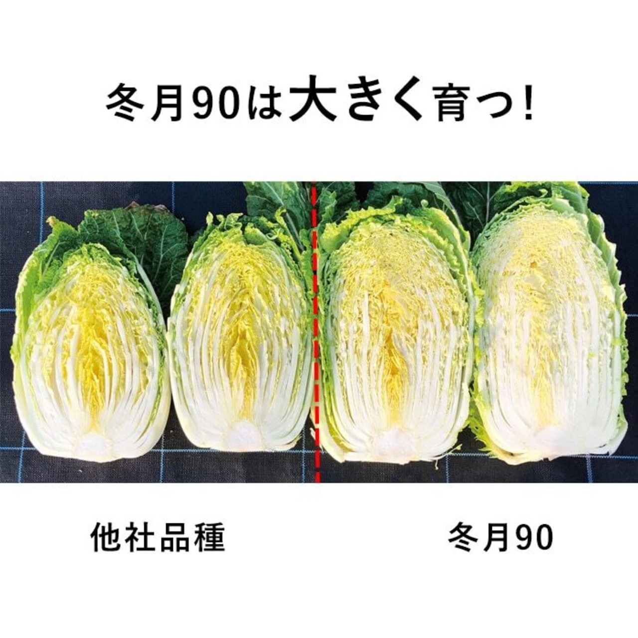 ハクサイ 「冬月90」(20ml)・画像4
