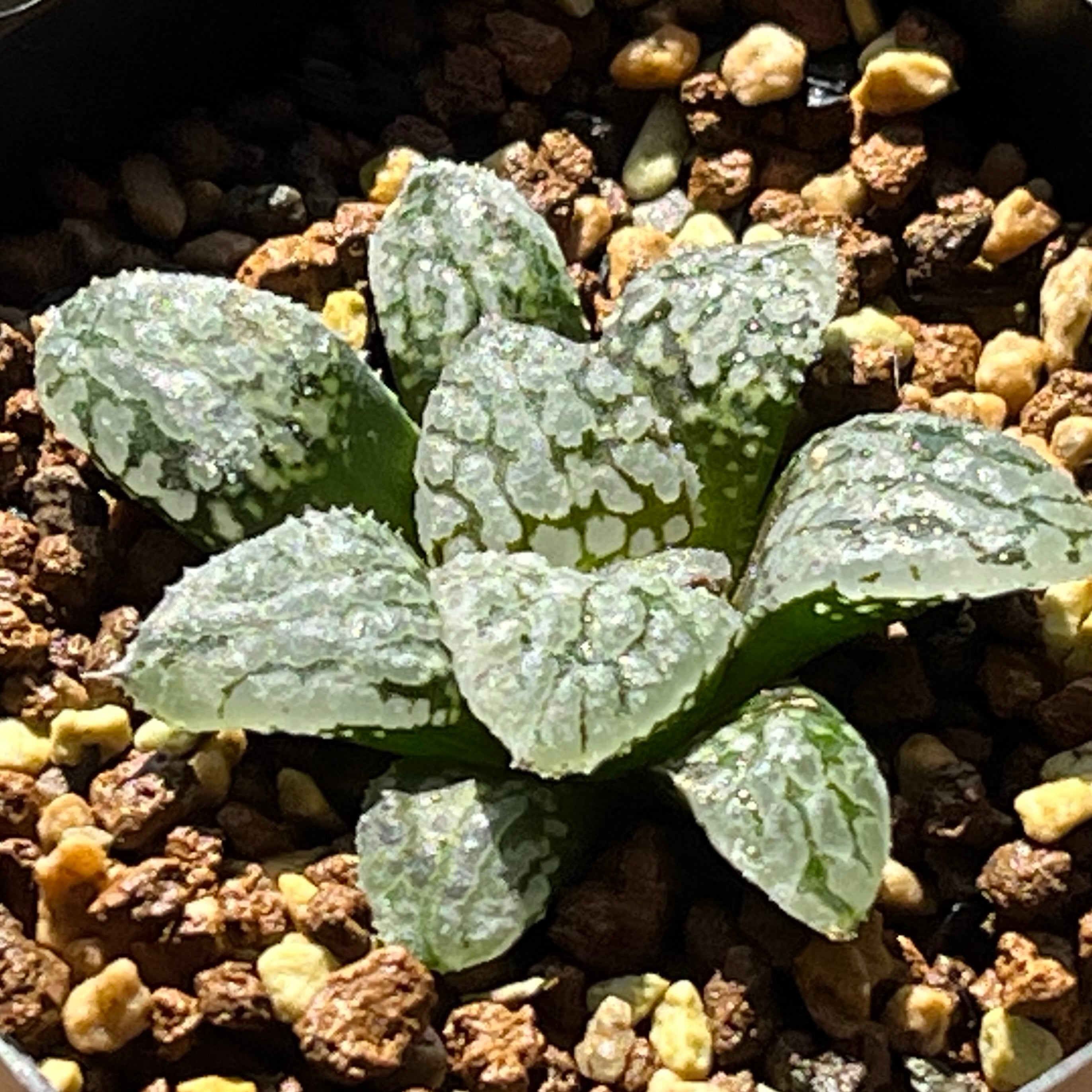 ハオルチア オブツーサ錦 赤太陽 | mocono_plants