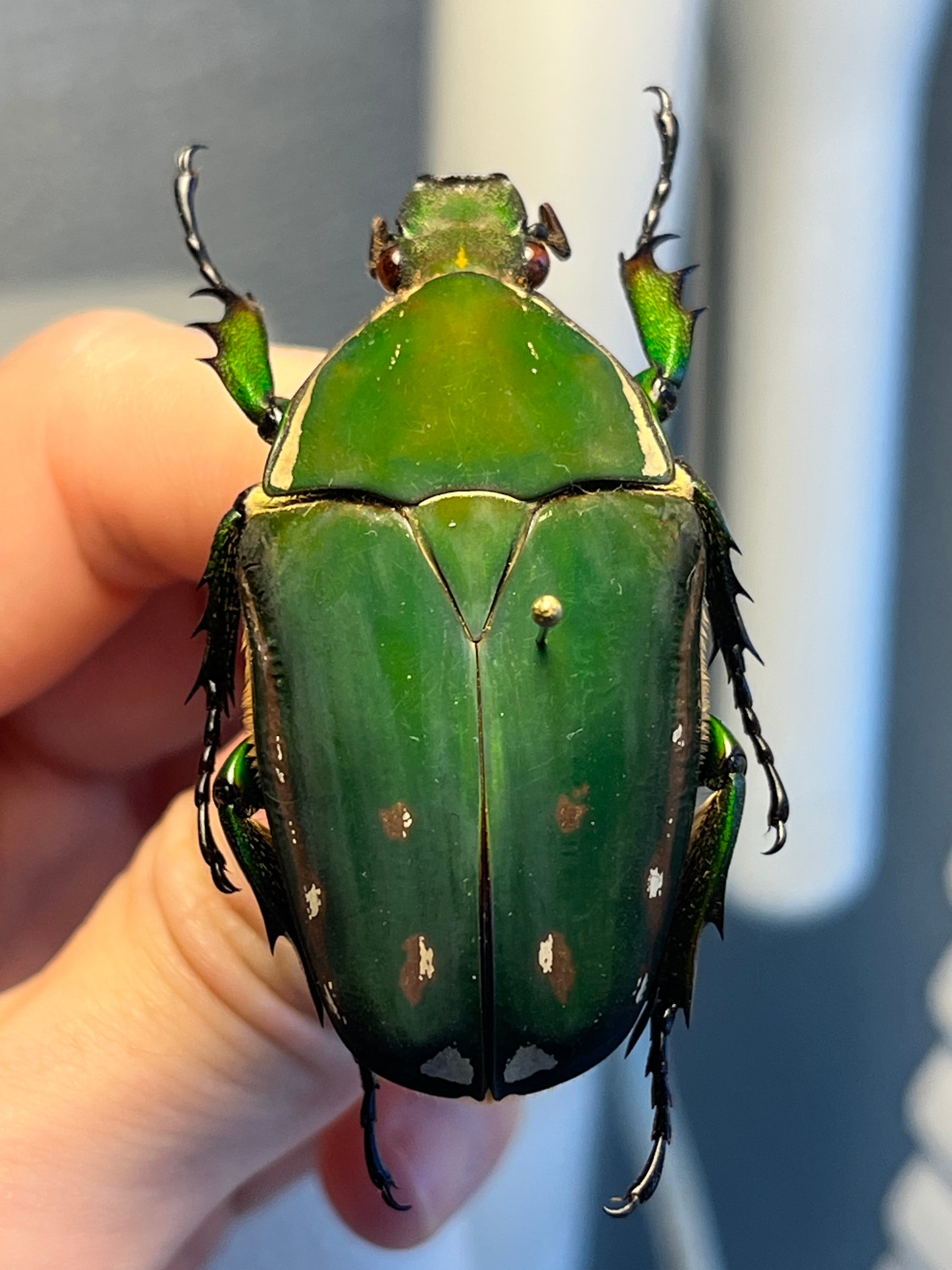 属内最大種】クビワオオツノハナムグリ カナブン ゴライアスオオツノ