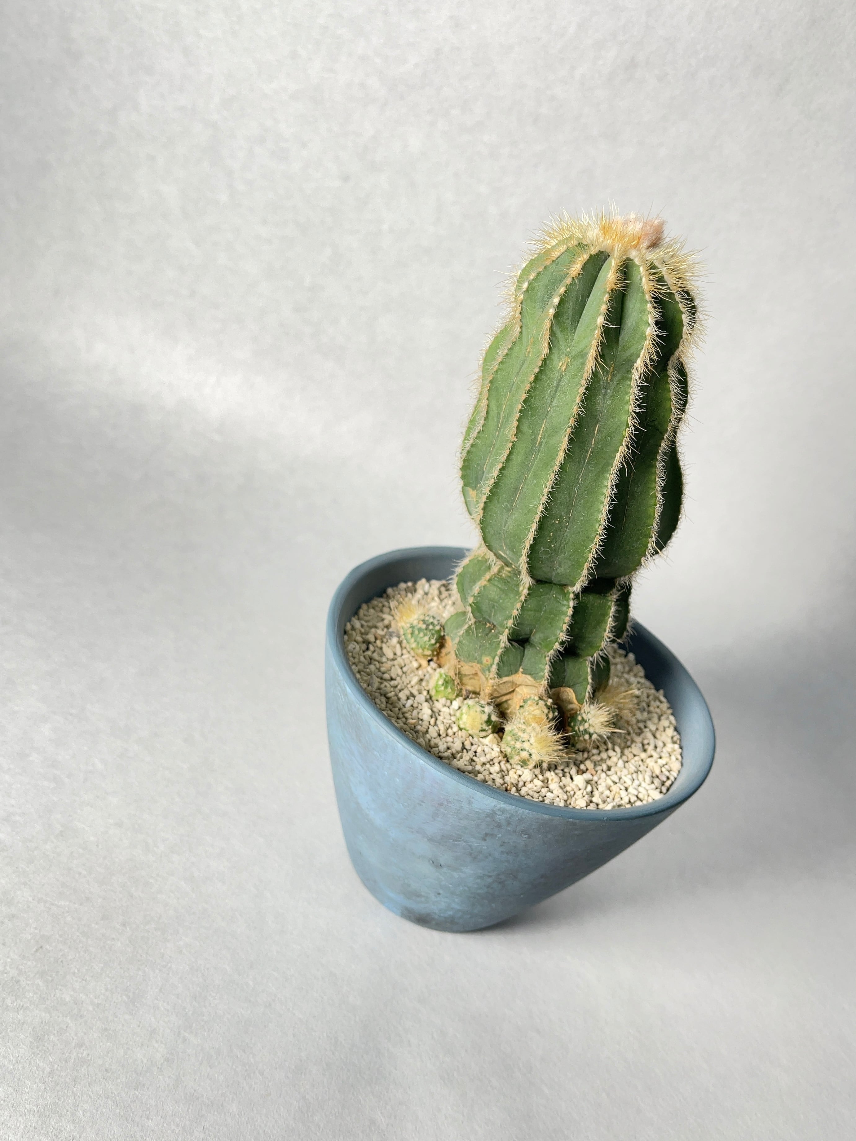 エリオカクタス・英冠丸 | trigger