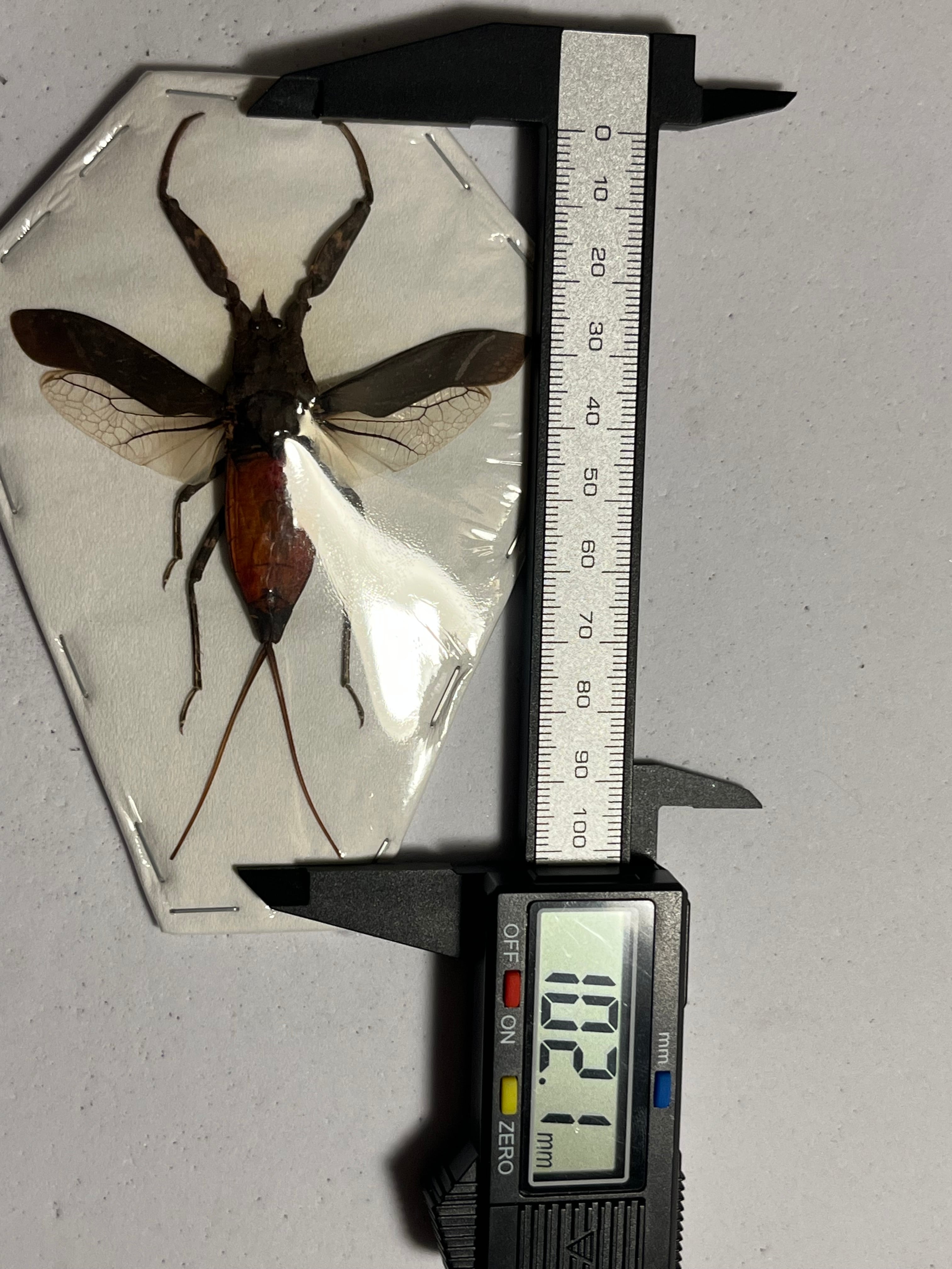 タイコウチ属のミズカマキリの一種 標本 タガメ ヤゴ 水性昆虫