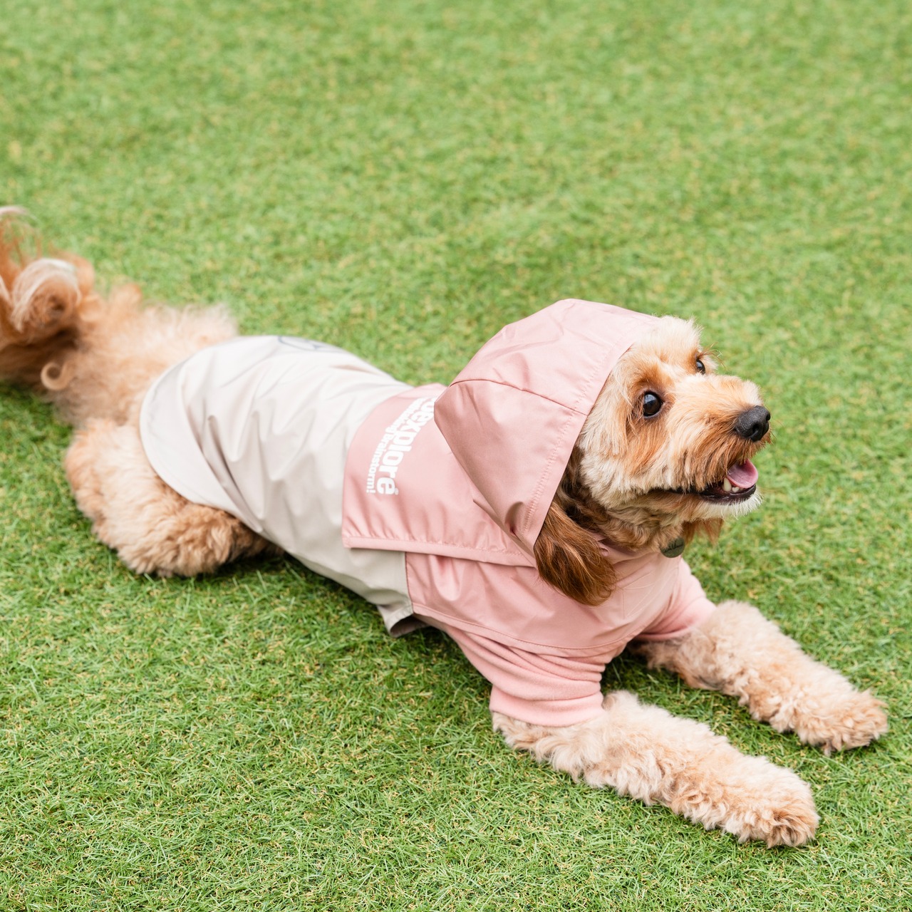 38DOG RAINCORT / PINK
