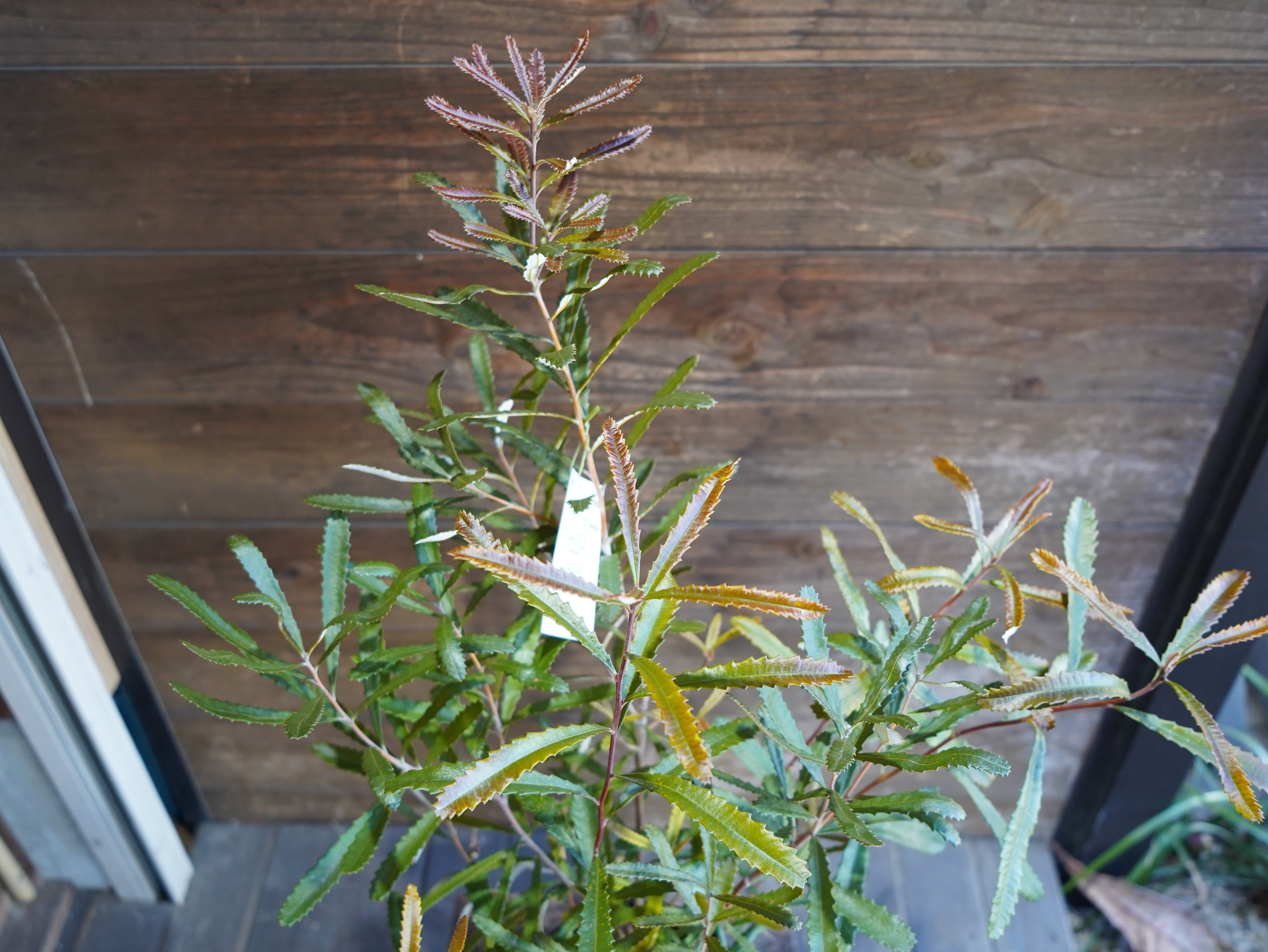 【現物】バンクシア　”オブロンギフォリア”　A