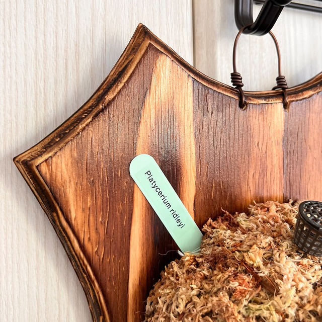 ビカクシダ リドレイ 板付 【観葉植物 壁掛け コウモリラン】