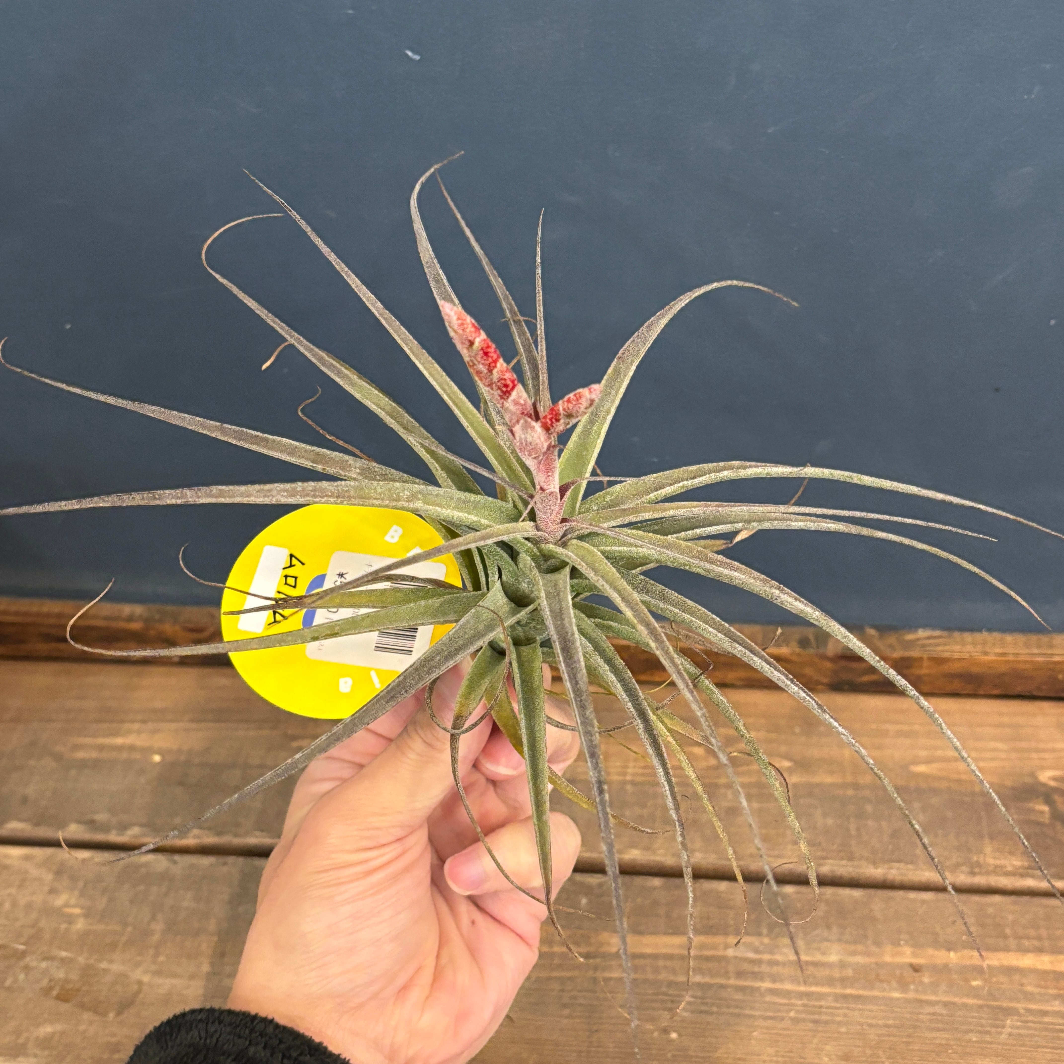 チランジア ムロルム【732】 | PROTOLEAF プロトリーフ