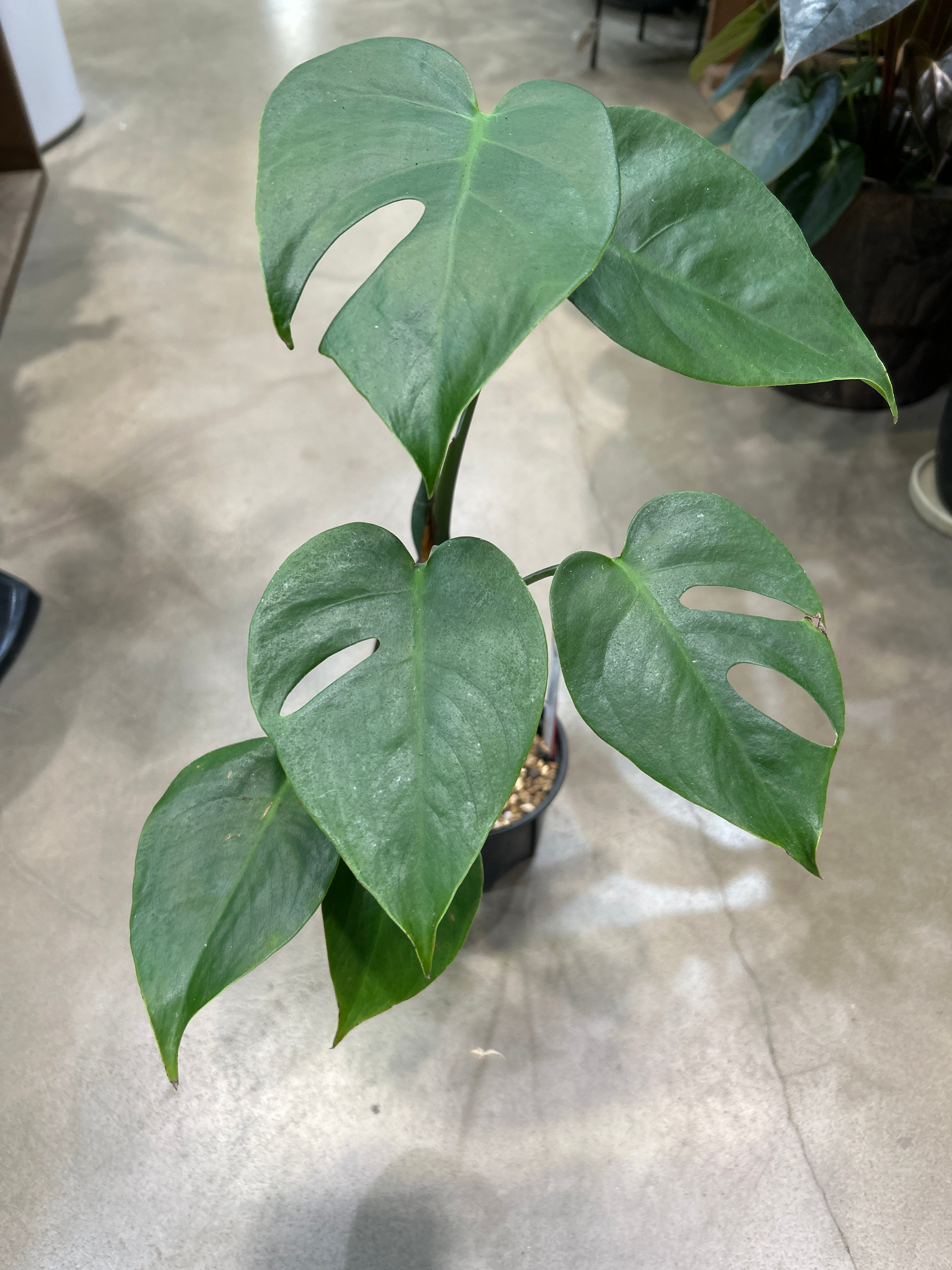 A フィロデンドロン エメラルドクイーン | MIDORIYA 観葉植物専門店