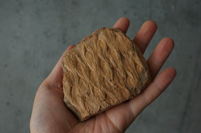 ポーランド産鱗木(ヒカゲノカズラ類)化石  Lepidodendron sp. 2442