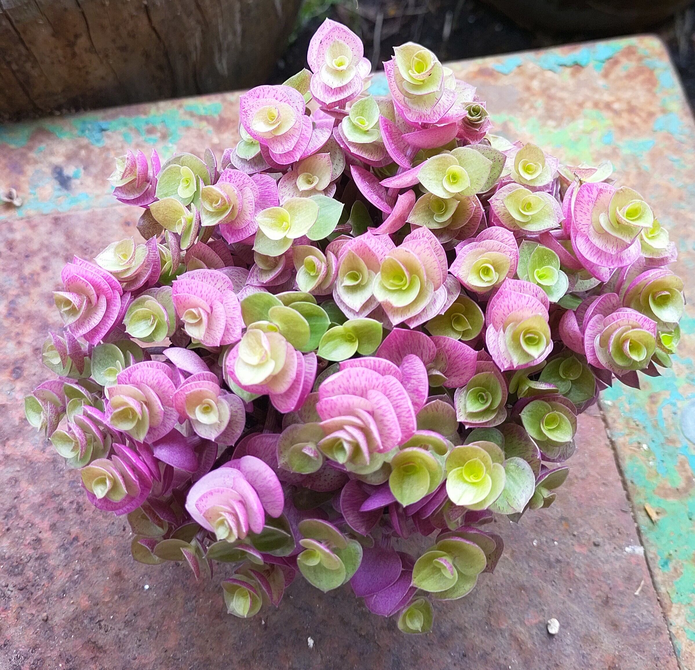 桜色カリシア | RuPo 多肉植物専門店