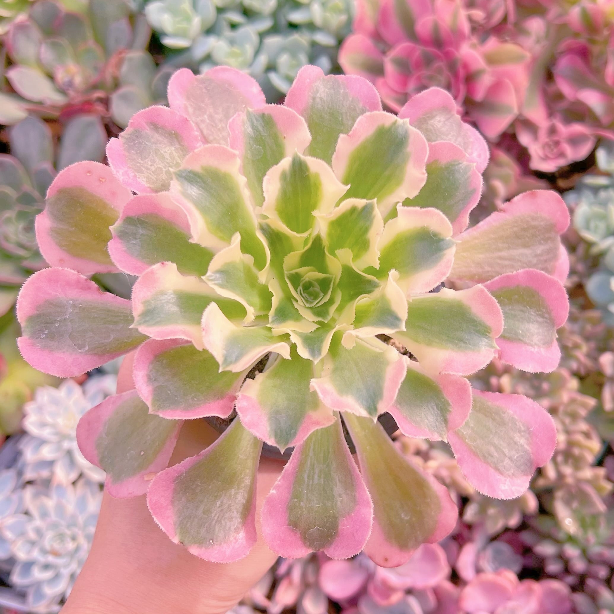 現物　白鳳#894   るる農園