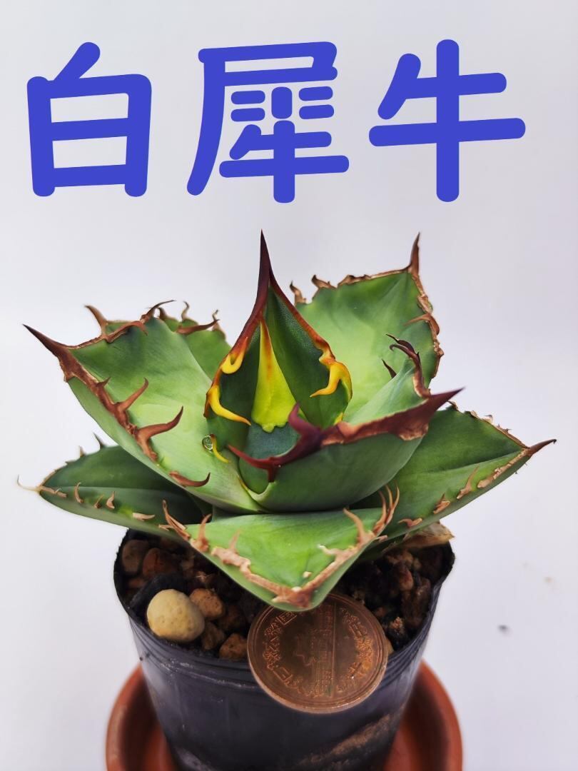 アガベ ハデス 親株 台湾厳選最高級株】【親株&子株付き】アガベ