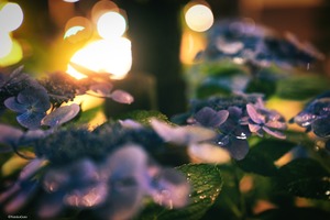 hydrangeas / 紫陽花