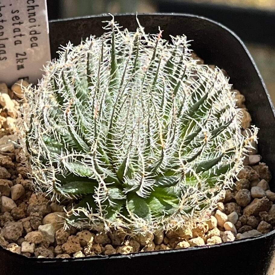 ハオルチア ジェリーフィッシュ錦① | mocono_plants