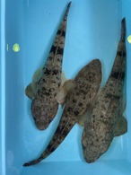 【日間賀島産】島漁師リント厳選 ,旬の魚貝類おまかせBOX｜天然魚・産地直送