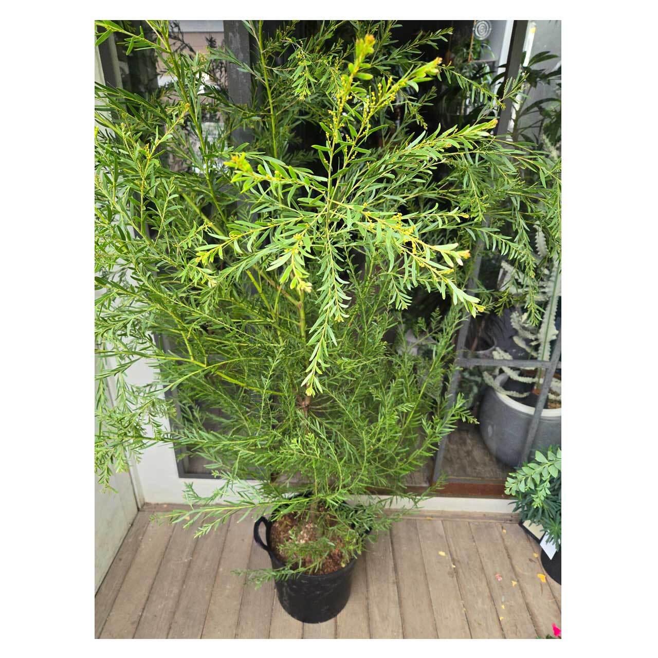 Acacia brisbane（fimbriata） | Seeding