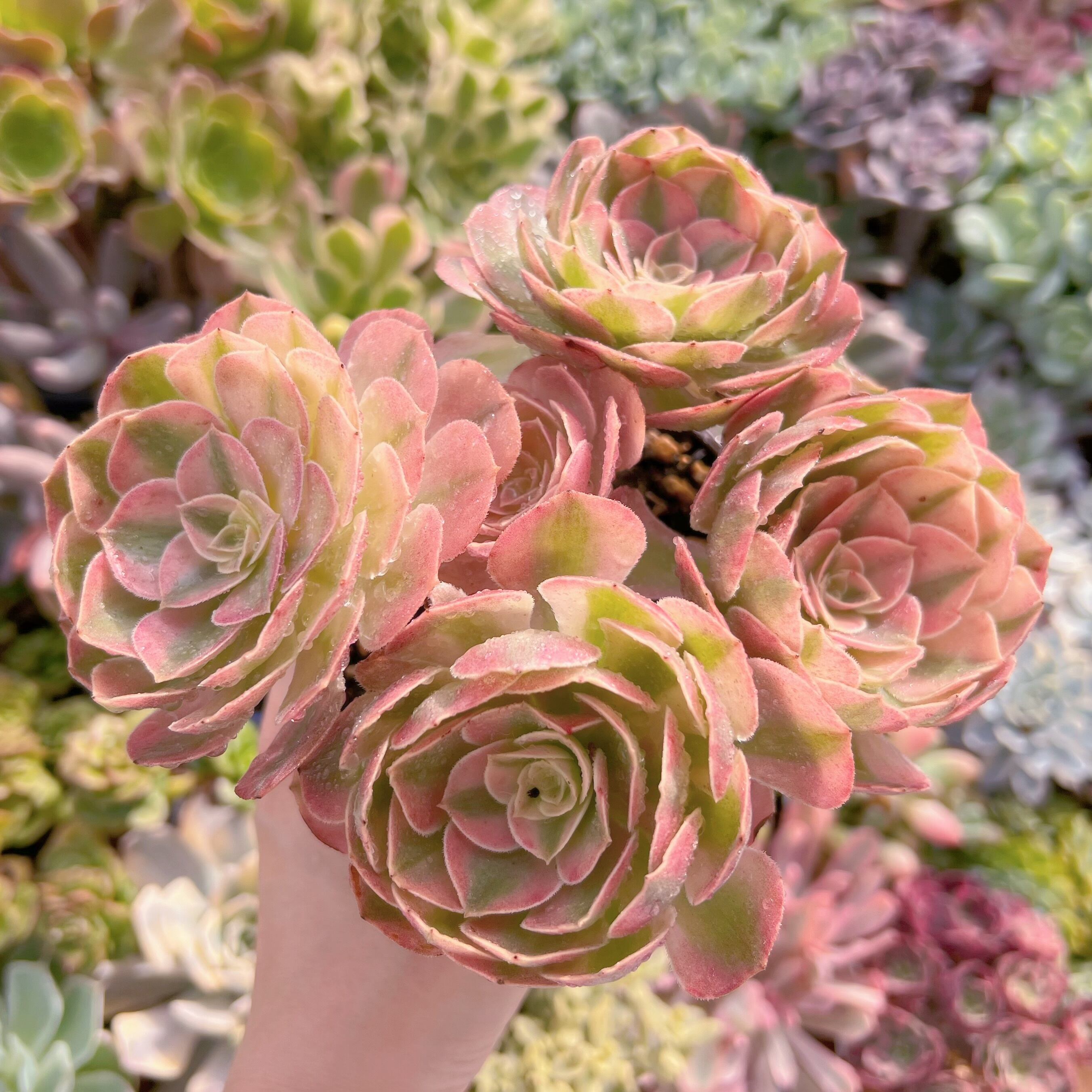 現物　ハロウィン白錦#644　群生　lest one