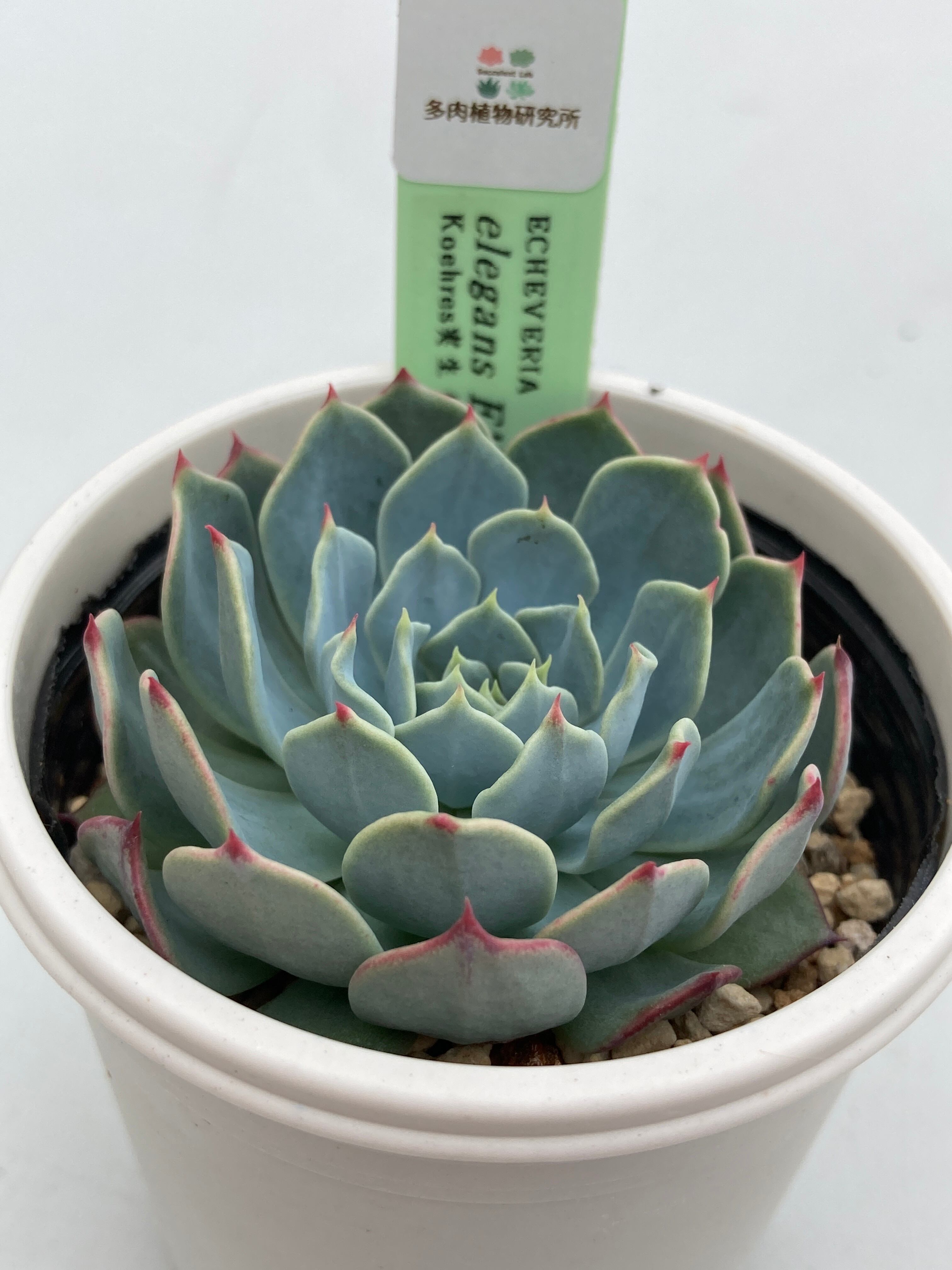 現物商品】ECHEVERIA elegans El Chico L92/01 原種 実生苗 | 多肉植物