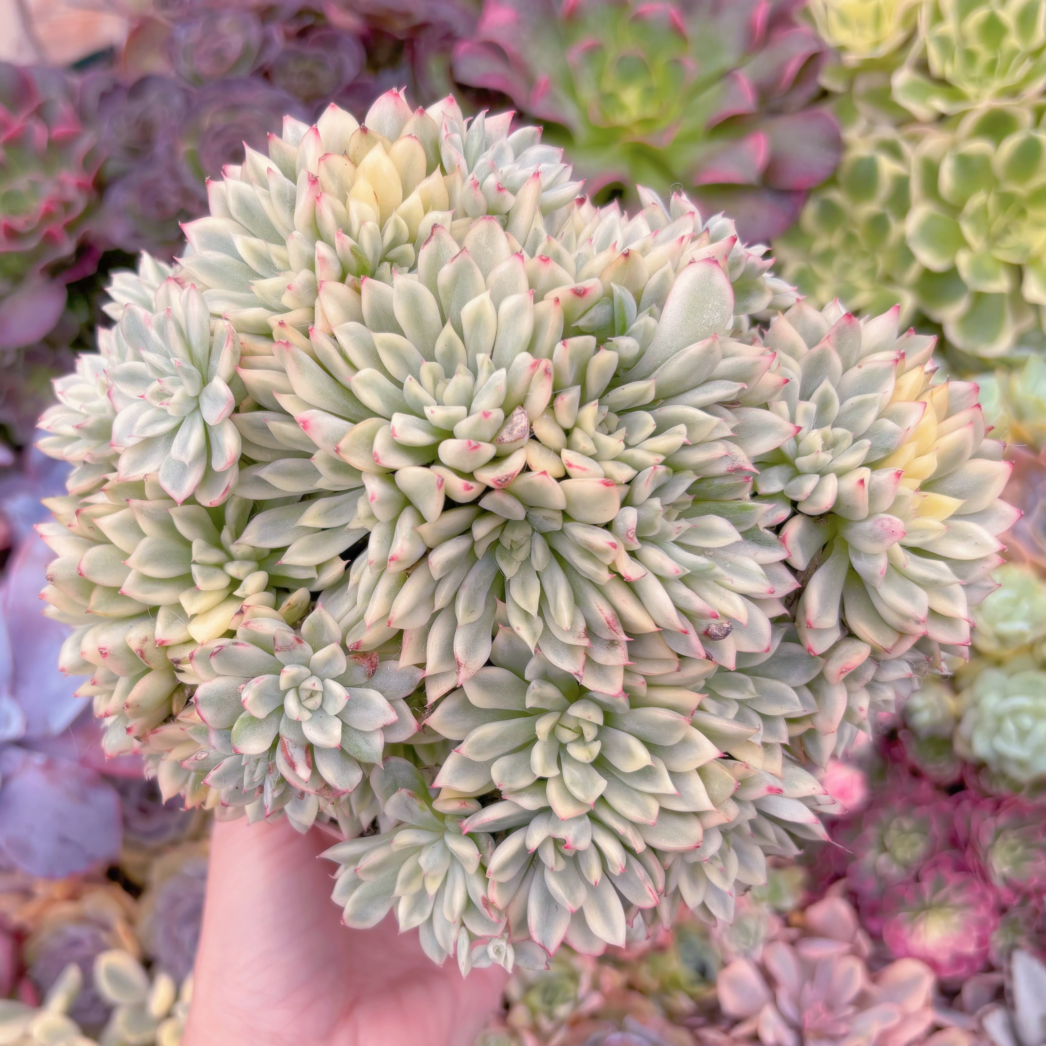 現品　女雛錦#052　特大群生　るる農園