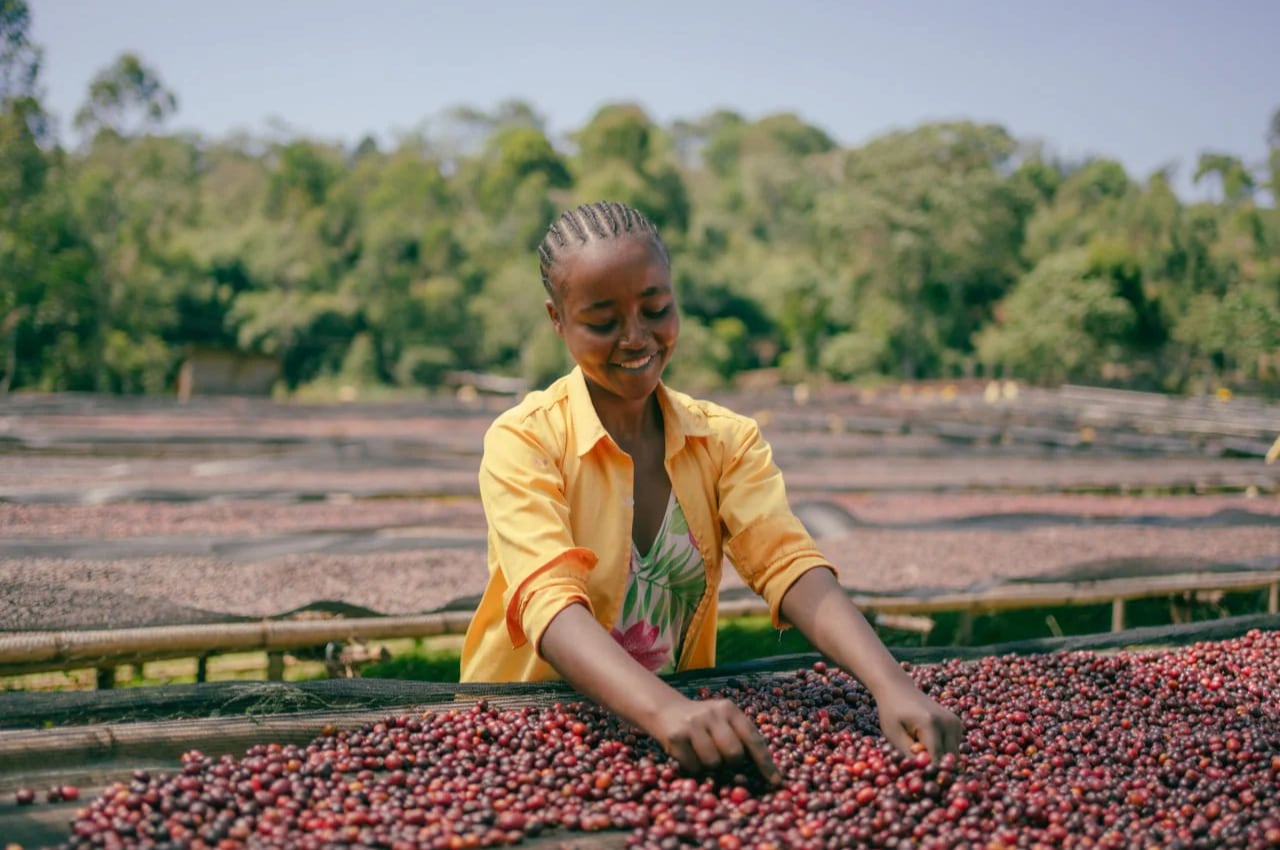 【フルーティー】ヒゲサNatural Ethiopia