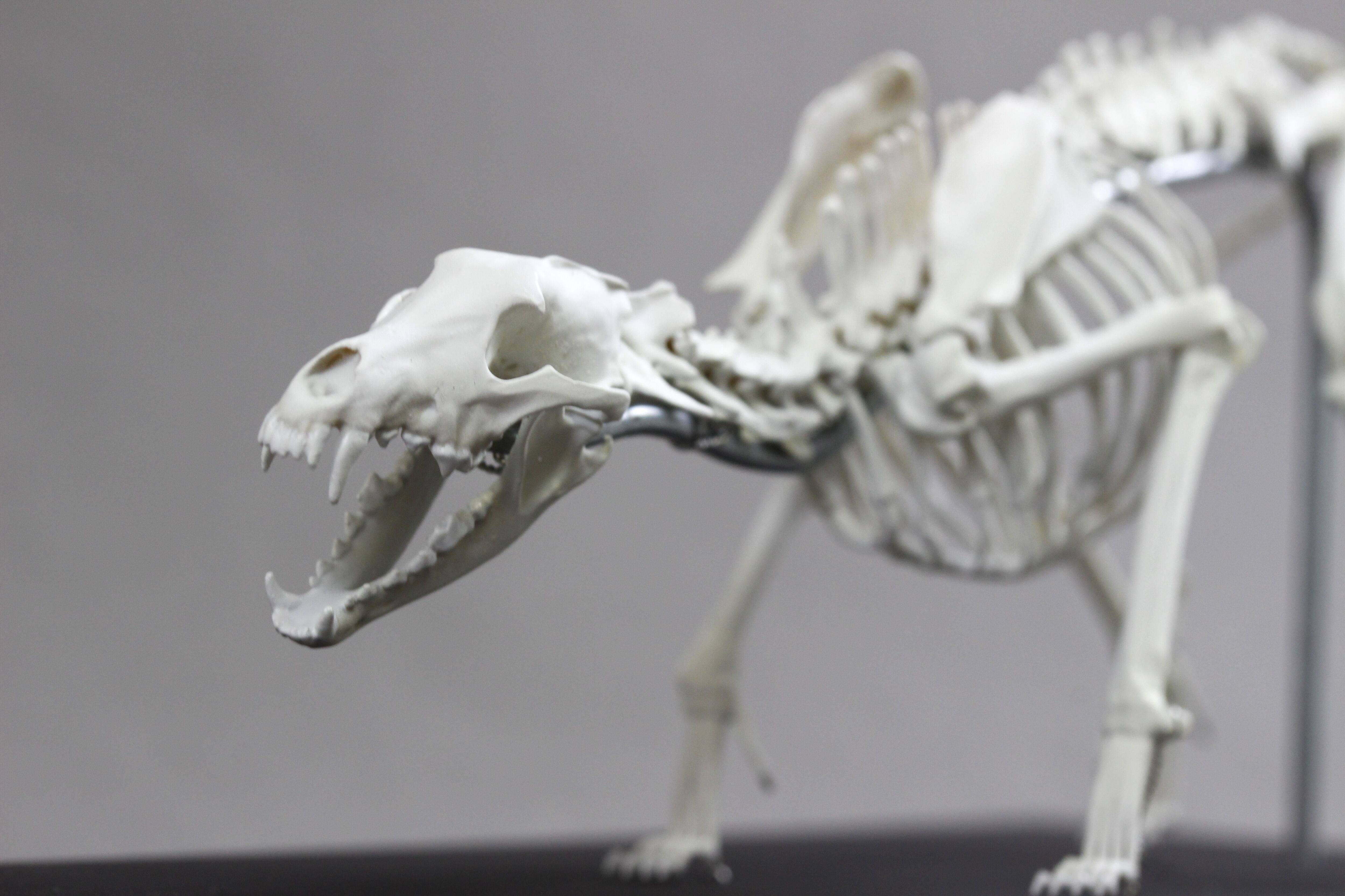 闘うニホンジカとニホンオオカミ 縮小全身骨格模型【ジオラマ風】 | PAY ID